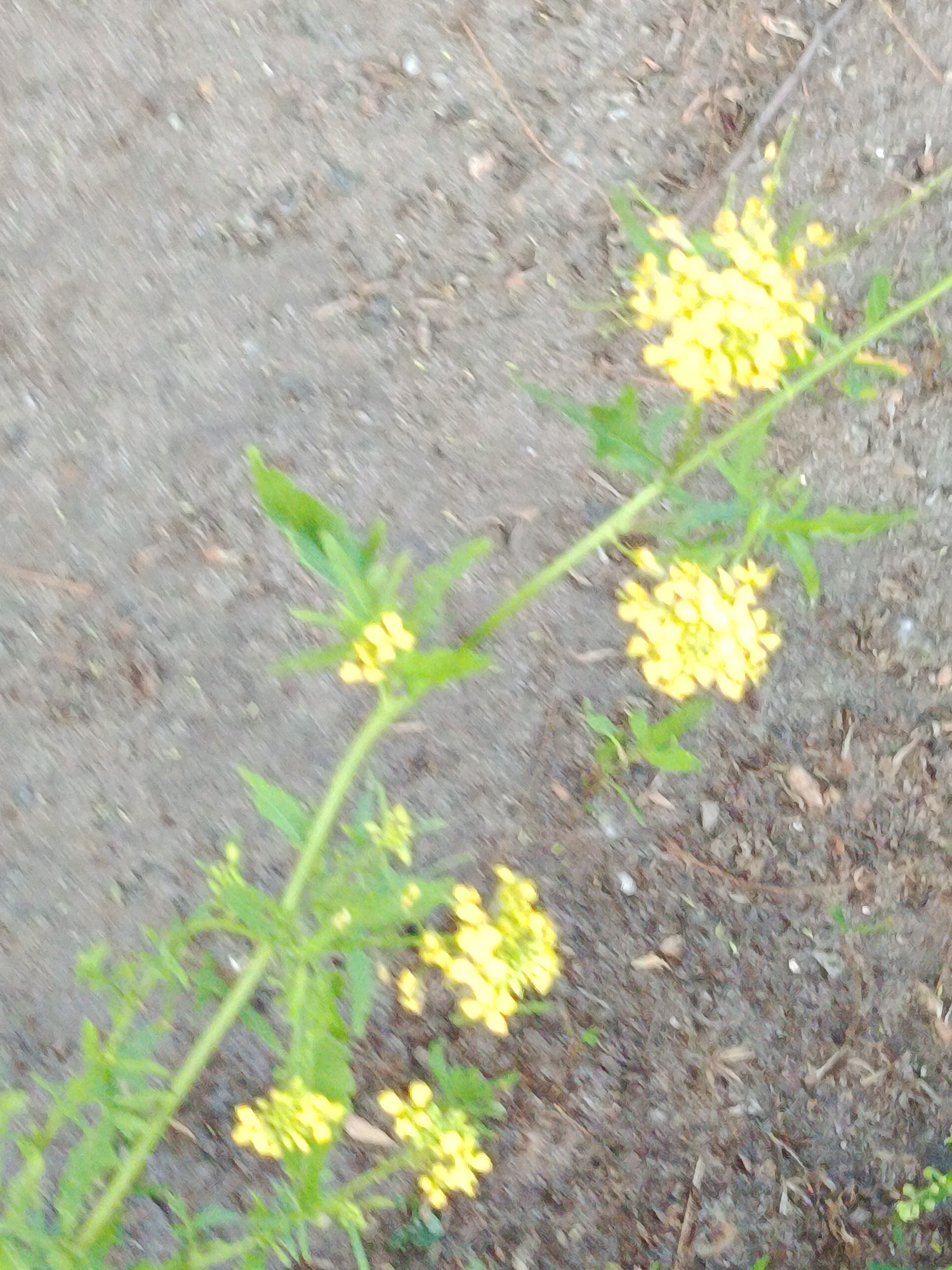 The image shows a close-up, slightly blurred view of a plant with small yellow flowers and green leaves growing out of dry, sandy soil. The plant is diagonal, with the main stem running from the lower left to the upper right. There are clusters of yellow flowers at various points along the stem, with more concentrated clusters towards the bottom and middle of the frame. The background is composed of muted brown and gray soil with some small debris. The lighting is even, suggesting an overcast day or a shaded area. There are no people or animals visible in the image. The scene appears to be outdoors, possibly in a park, garden, or undeveloped area. There is no specific indication of its location within the city of Kyiv, Ukraine.