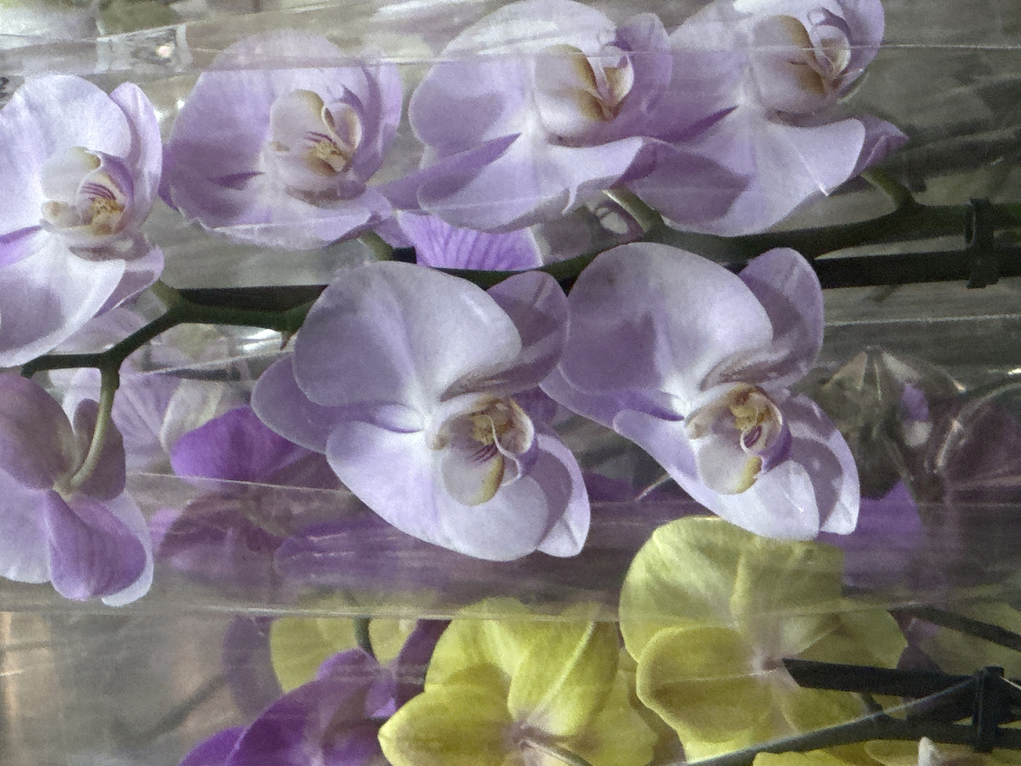 The image is a close-up, slightly blurry, eye-level shot of a cluster of orchids. The orchids are a mix of pale purple and yellow. Some of the purple orchids have white edges. The flowers are arranged in a dense grouping, with some stems visible. The background is out of focus and appears to be a transparent plastic packaging. There is no indication of the city of Podolsk, Russia, or any other specific location. The image focuses solely on the floral subject matter.