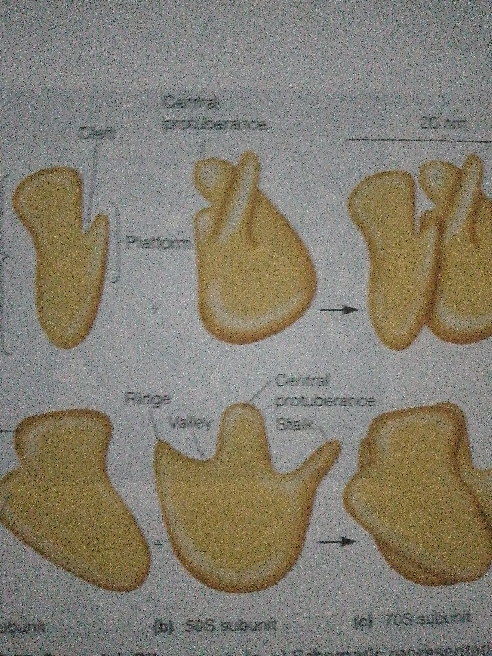 The image depicts schematic representations of ribosome subunits. The top row shows a subunit with labeled features: cleft, platform, and central protuberance. The second row shows the 30S subunit, the 50S subunit, and the 70S subunit. Features on the 50S subunit are labeled: ridge, valley, central protuberance, and stalk. A scale marker indicates 20 nm. An arrow shows the 50S subunit combining with another element to form the 70S subunit.