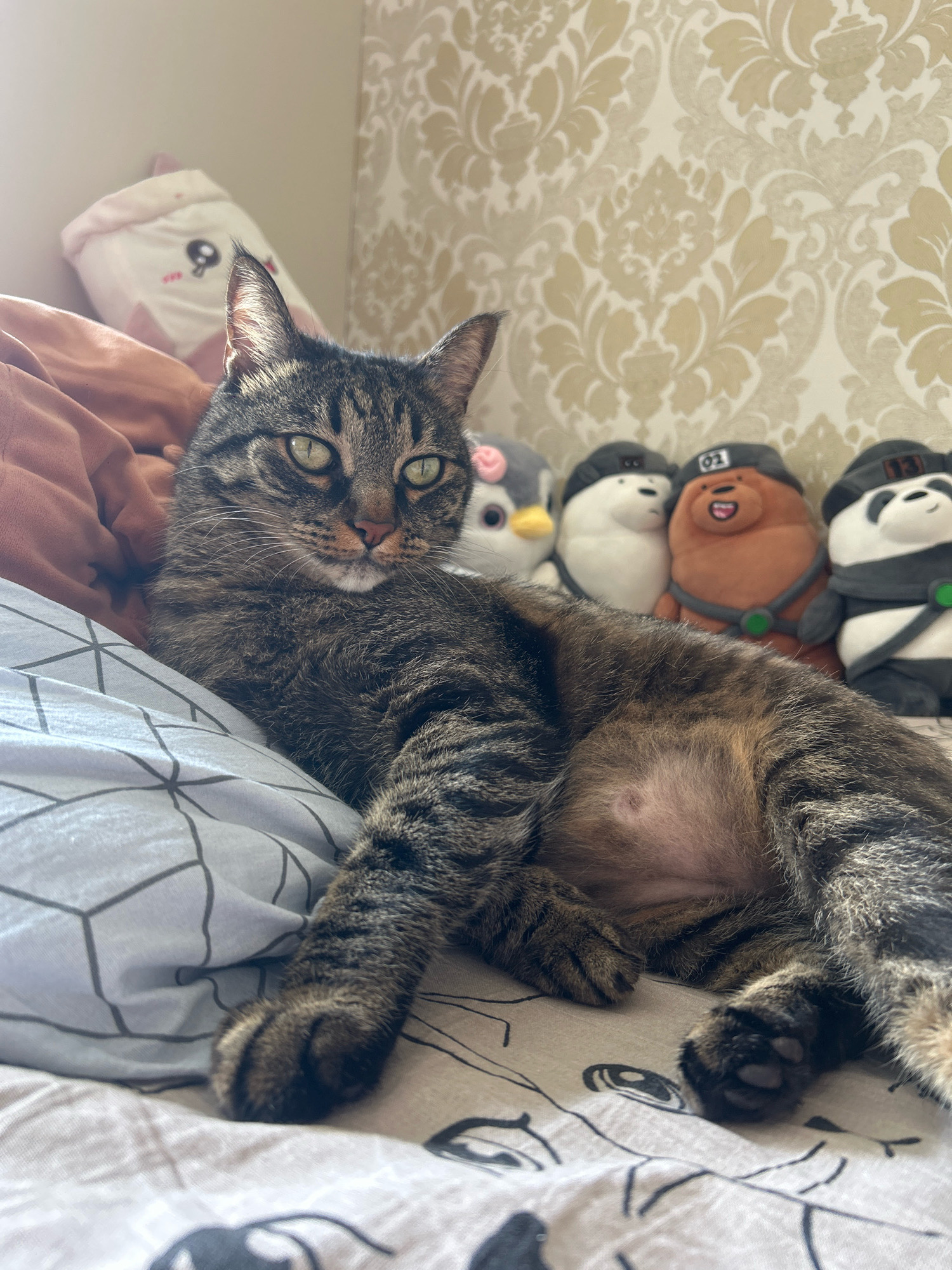 A tabby cat is lying on a bed, facing the camera. The cat has green eyes and is looking directly at the viewer. The cat's body is relaxed, with one paw extended forward. Behind the cat, there are several stuffed toys, including a penguin and three bears. The bed is covered with a patterned duvet. The background shows a wall with patterned wallpaper. The scene appears to be an indoor domestic setting, likely a bedroom. The image is taken at a slight angle from above. The location of Khyrdalan, Azerbaijan is not identifiable from the visual information provided in the image.