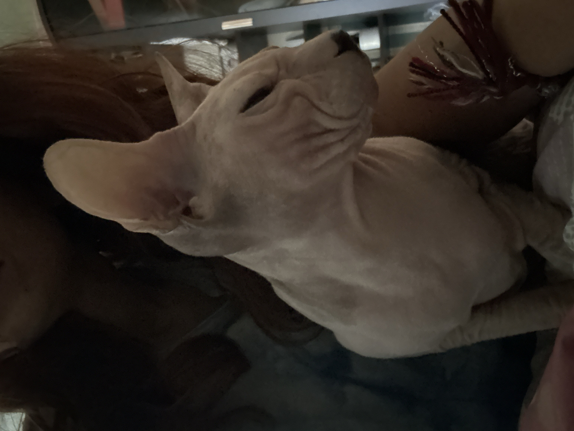 A close-up, low-angle, medium shot shows a light-pink, wrinkled Sphynx cat being held by a person. The cat is facing right, with its head turned slightly away from the viewer, and its eyes are closed. Its ears are large and prominent. The person holding the cat is wearing a blue top and has long, reddish-brown hair. A small, decorative item with red and white strands is attached to the person's arm or wrist. The background is dark and out of focus, with some shelving and objects visible on the right side. The setting appears to be indoors. There is no information or visual data within the image that can determine the specific location in the city of Togliatti, Russia.