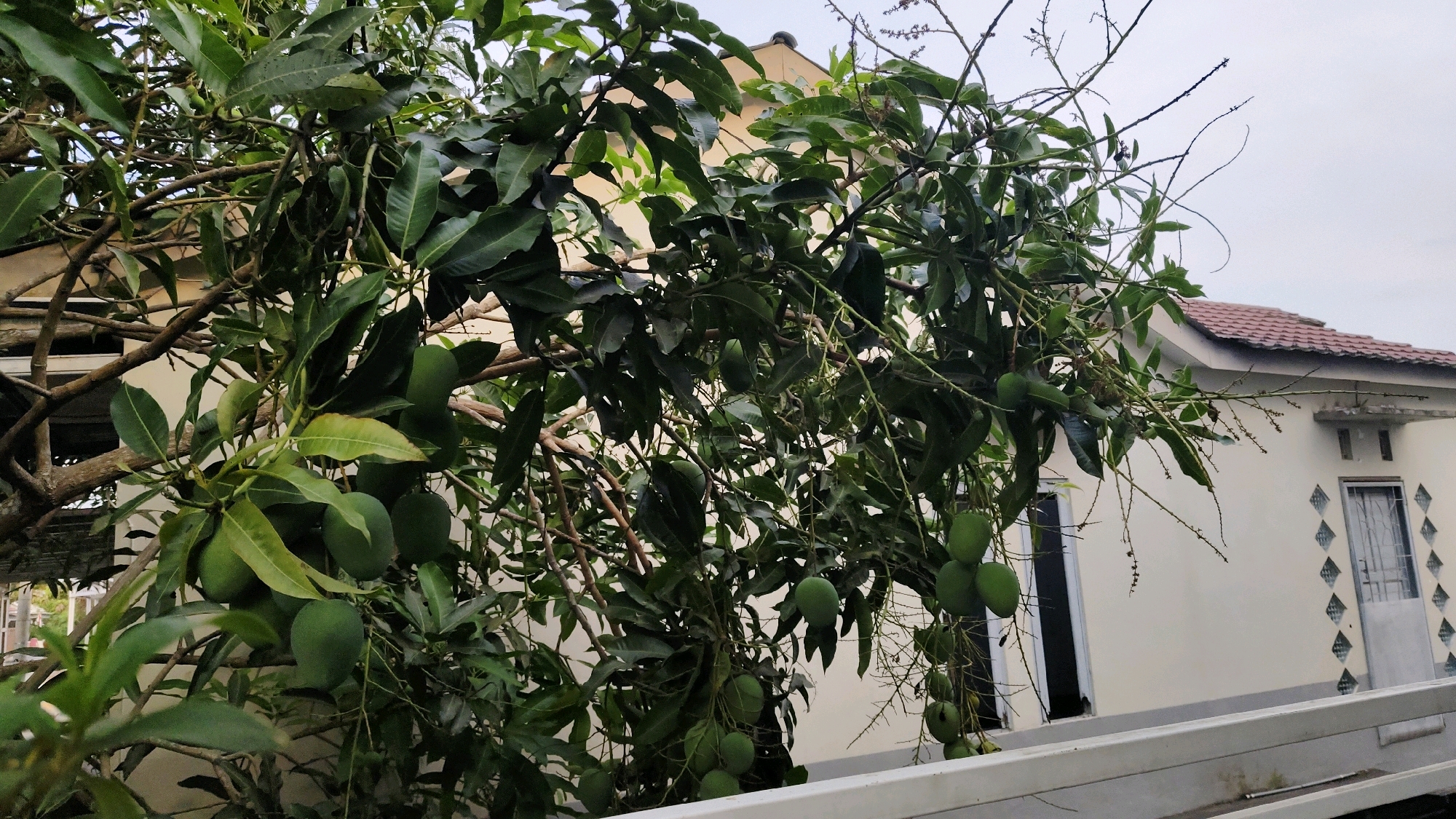 This is a medium shot, eye-level, outdoor, daylight photograph taken in Banjarmasin, Indonesia. The image features a mango tree laden with green mangoes in the foreground, obscuring a portion of a light-colored house with a red-tiled roof in the background. The tree's branches and dense foliage dominate the left and center of the frame, with numerous unripe mangoes visible. The house on the right has white walls, a white trim line running along its base, and a prominent red roof. One window on the right side of the house is visible with a grey metal grate and an adjacent decorative pattern of diamond-shaped glass panes. Another doorway or window is partially visible on the left side of the house. The sky is overcast and light.