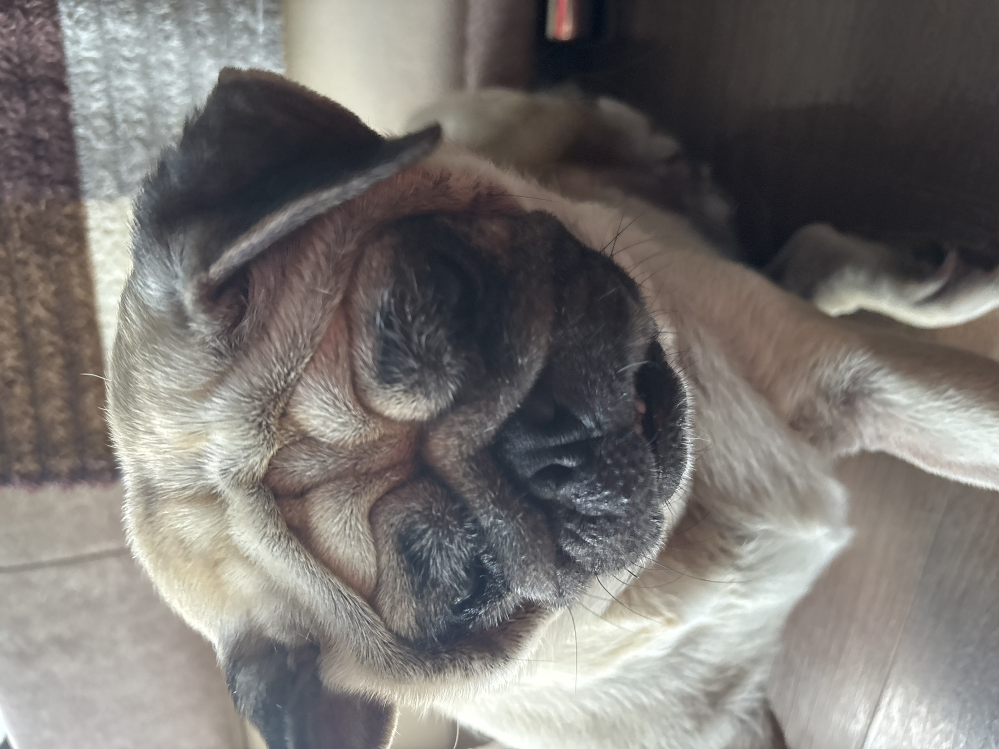 A pug dog is lying down on a wooden floor. The pug is light brown with darker markings around its eyes and ears. The dog's eyes are closed and it appears to be sleeping or resting. The background is blurred and shows a couch and a striped blanket. There is no visible indication of the location being Sochi, Russia.