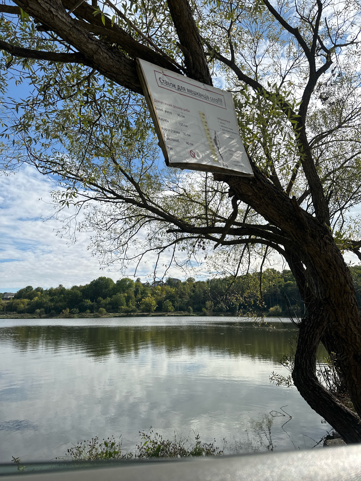 The image shows a sign hanging from a tree branch over a lake. The sign is written in Russian and appears to be about fishing regulations. The lake is calm and reflects the sky and trees. The trees on the far bank are dense and green. The sky is blue with some white clouds. The overall scene is peaceful and natural. The location is likely a fishing pond or recreational area.