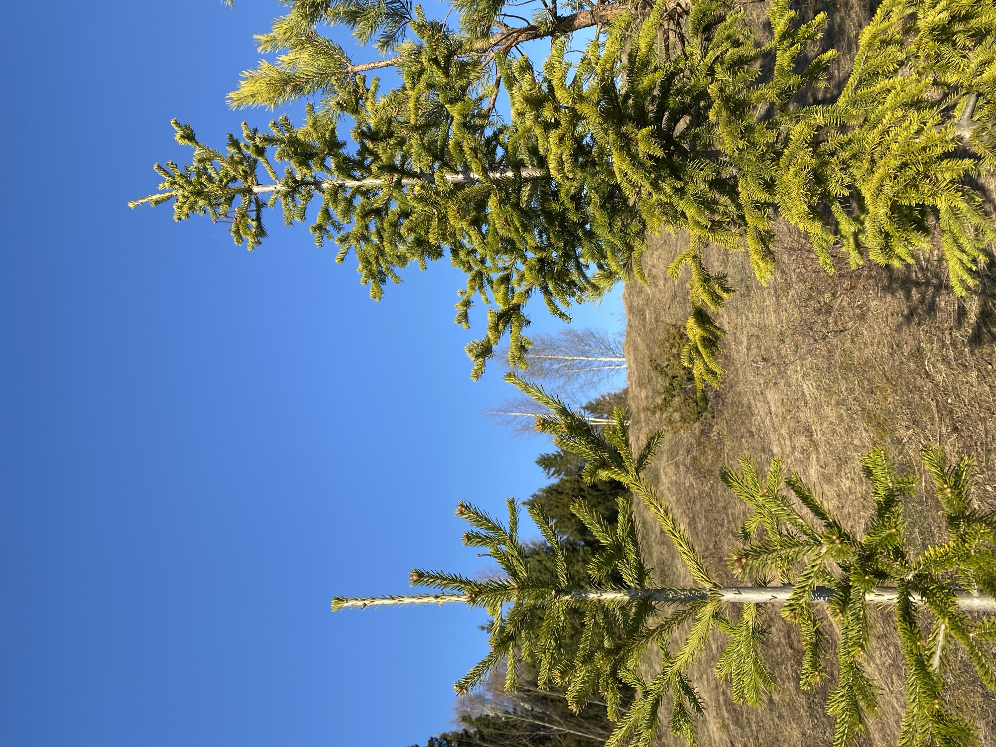 The image shows two young coniferous trees in a sunny outdoor setting. The trees are the primary subjects and are positioned with their trunks extending diagonally across the frame, one rising from the bottom and the other descending from the top. The background features a hillside covered with dry grass and sparse vegetation. A clear blue sky occupies a significant portion of the image. The location is likely Ольховка, Russia, based on the prompt. There are no people visible, and no actions or interactions are depicted.