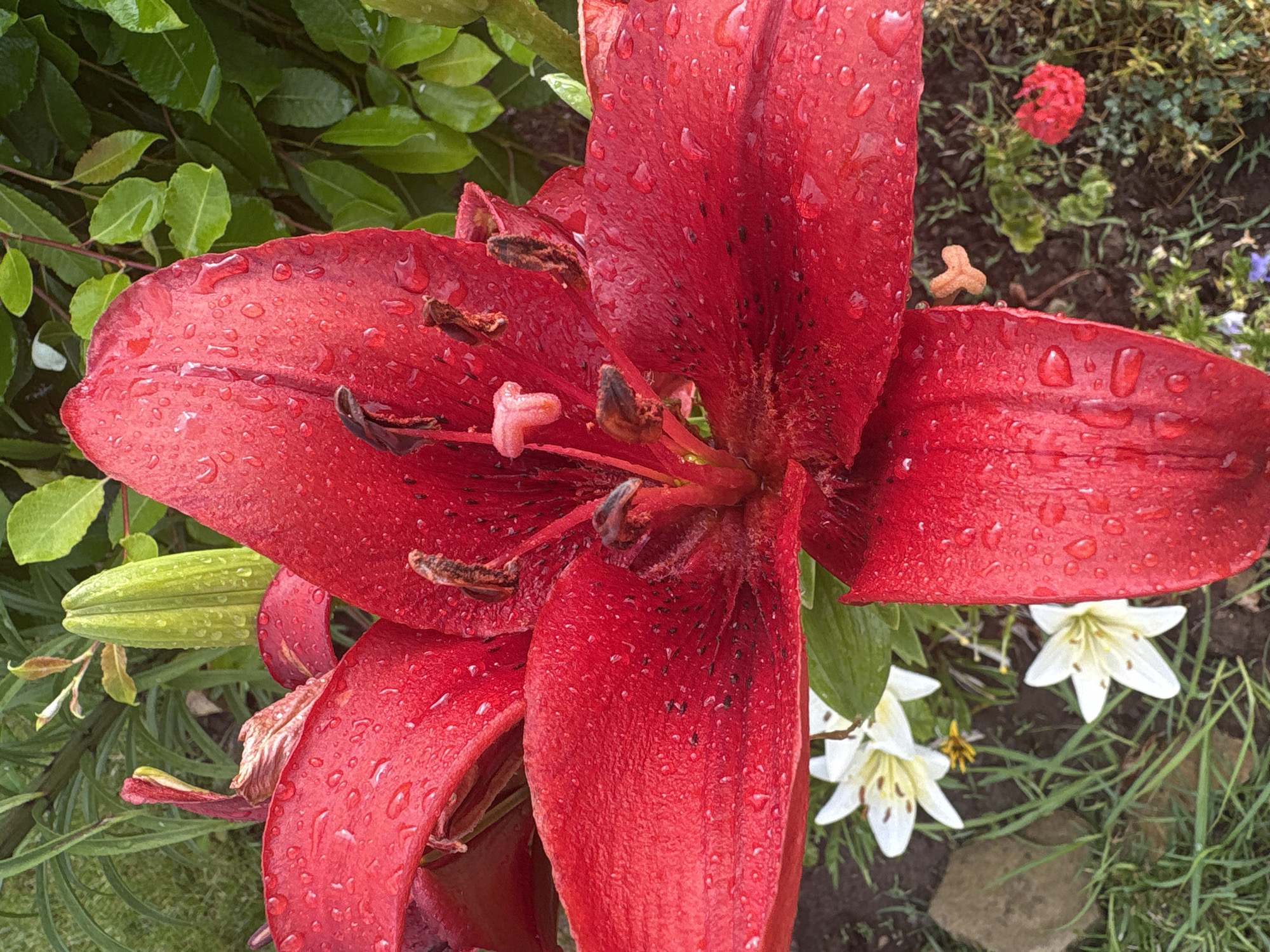 A close-up, overhead shot captures a vibrant red lily in full bloom, its petals glistening with water droplets. The lily's center reveals dark stamen and a lighter colored pistil. In the background, out of focus, are green foliage and a few smaller white lilies. The setting is outdoors, with some soil and grass visible.