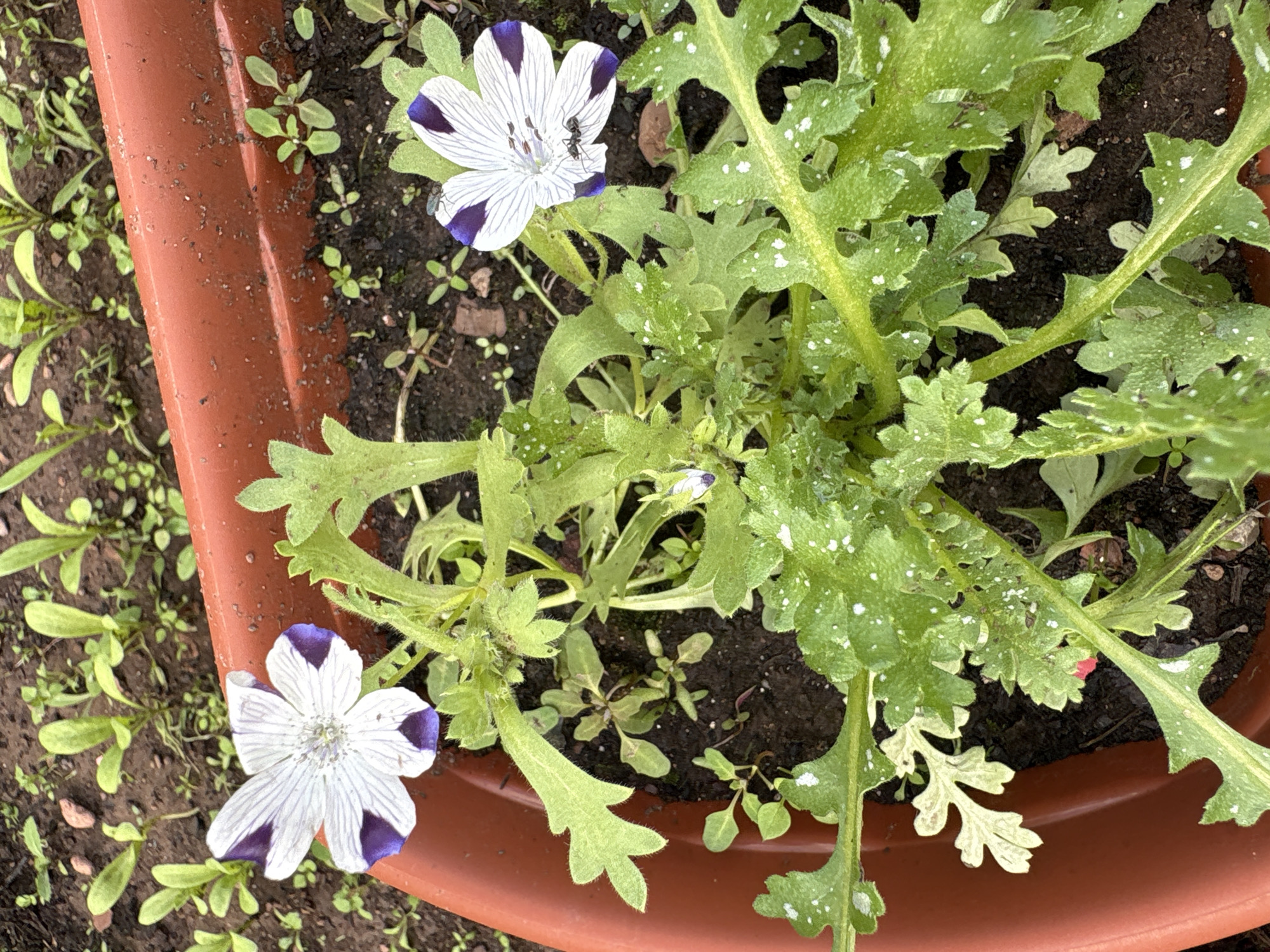 A top-down, close-up, eye-level shot captures two delicate white flowers with purple markings, likely petunias, blooming in a terracotta pot filled with dark soil. One flower, positioned on the left, faces upward, revealing its intricate white petals streaked with thin purple lines radiating from the center. The second flower, to the right, is also white with purple accents, and a small black ant is visible on one of its petals. The plant's lush green foliage, characterized by deeply lobed leaves, exhibits a dusting of white spots, possibly powdery mildew or a residue. Surrounding the potted plant, young green seedlings sprout from the soil, indicating a garden setting. The background is blurred, suggesting an outdoor environment with more greenery and soil. The lighting is natural, casting subtle shadows and highlighting the textures of the leaves and petals. This image does not contain any elements to indicate a location in Bratsk, Russia.