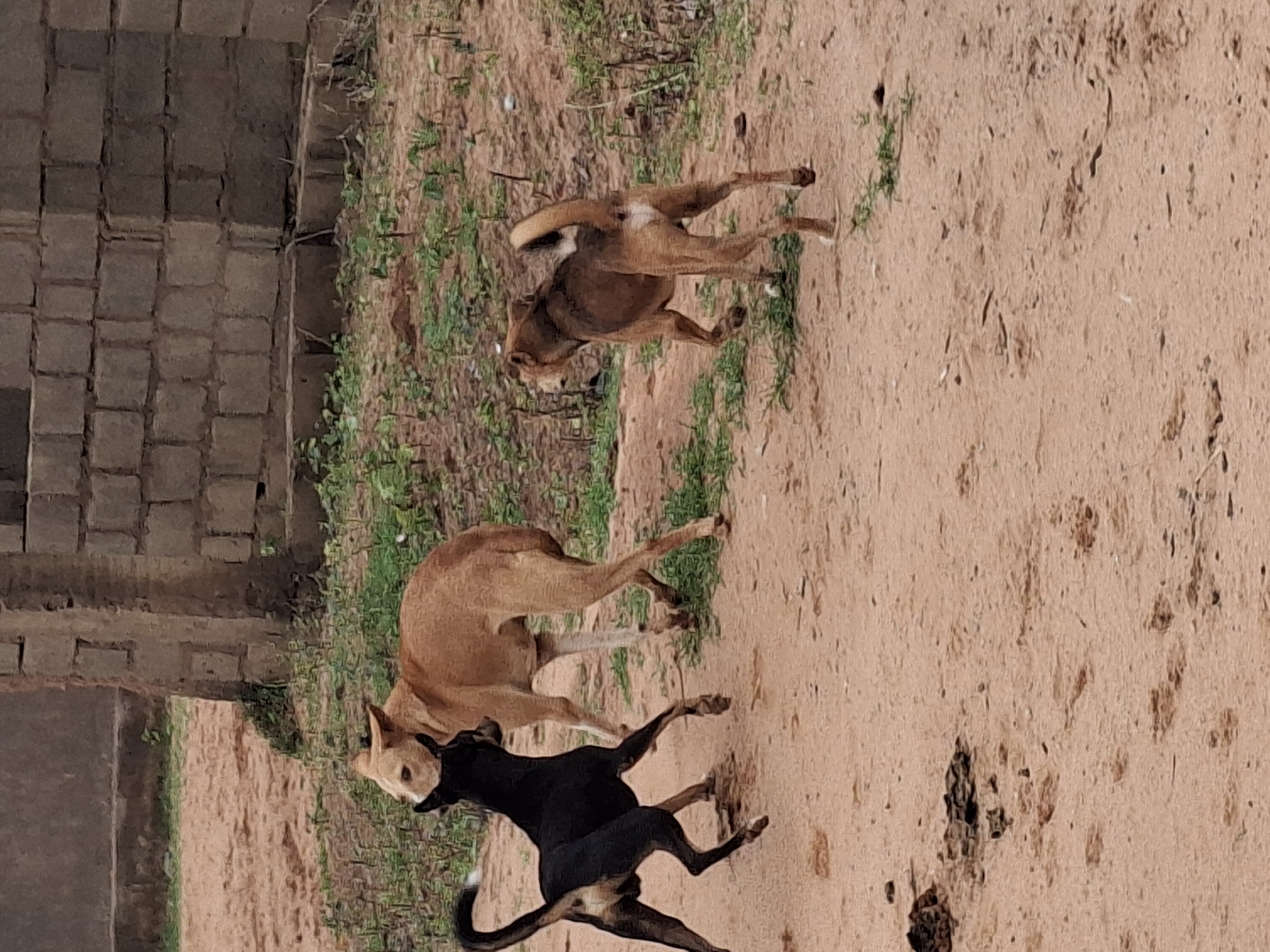 Three dogs are interacting on a dirt path in front of a brick wall and some sparse vegetation. A black dog is facing away from the viewer, with its tail raised, in the process of jumping or playing. A light brown dog is standing to its right, facing the black dog, with its head turned to the side. A darker brown dog is further to the right, facing away from the viewer, with its tail curved upwards and appearing to be walking or running away. The ground is a mixture of sand and dirt with some small green plants scattered throughout. The background consists of a weathered brick wall and more patches of vegetation.