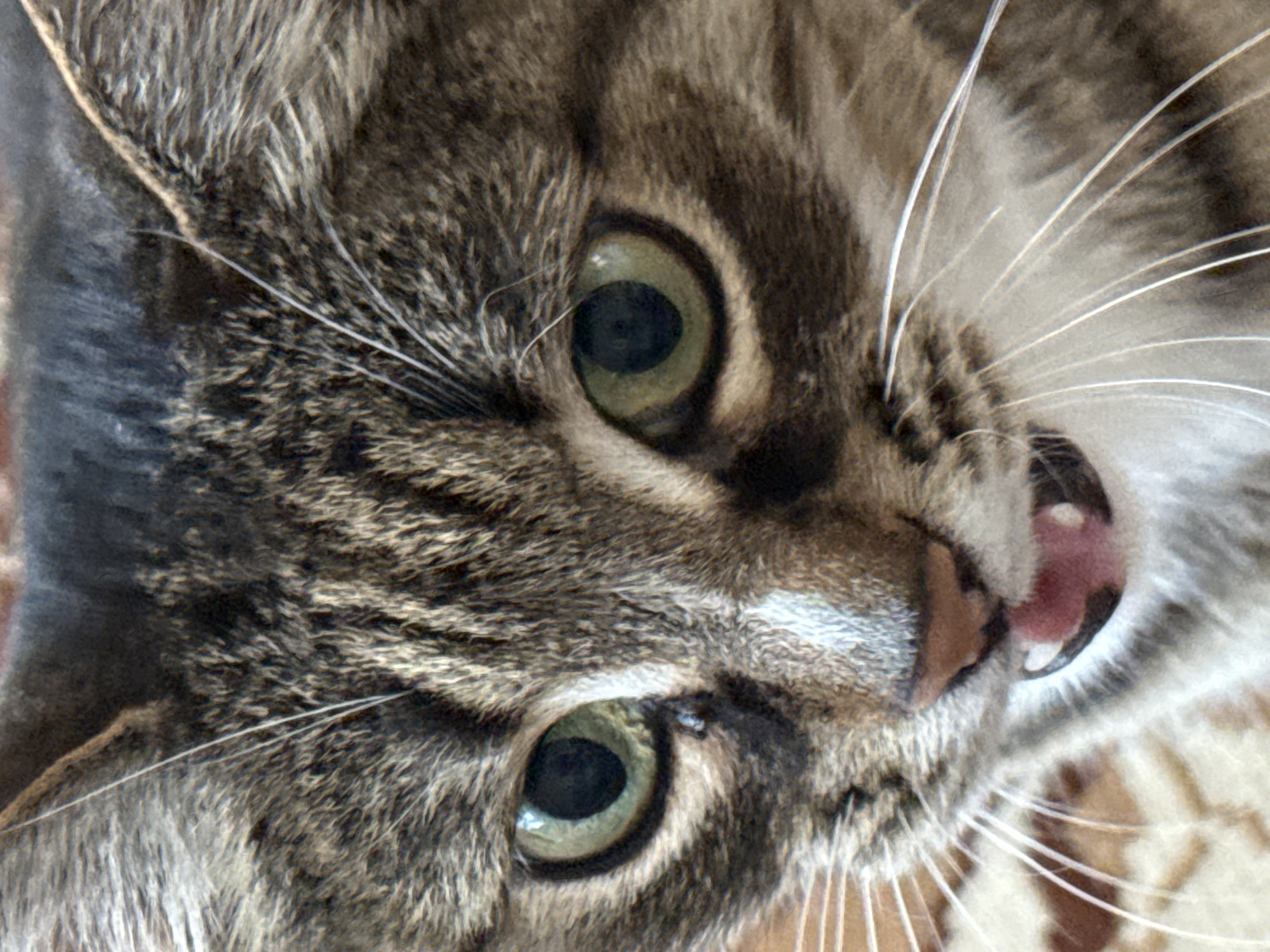 The image is a close-up, head-on photograph of a tabby cat. The cat has green eyes and is looking directly at the camera with its mouth slightly open, revealing its tongue and teeth. Its fur is a mix of brown, black, and white stripes. The background is blurred, but appears to be an indoor setting with some patterned fabric visible. There is no indication of the cat's location in Votkinsk, Russia, as the image provides no geographical context.
