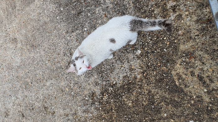 A white and gray cat with black spots stands on a gray, gravelly surface in Libourne, France. The cat is facing the camera and has its mouth open, as if meowing. The cat is standing on a paved surface, likely a sidewalk or driveway. There are no other people or animals present. The location of the image is based on the provided coordinates, which indicate an urban area in Libourne, France. The cat is the only subject in the image. The environment is a typical urban setting with a gray, gravelly surface. The cat's facial expression suggests it is alert and possibly vocalizing.