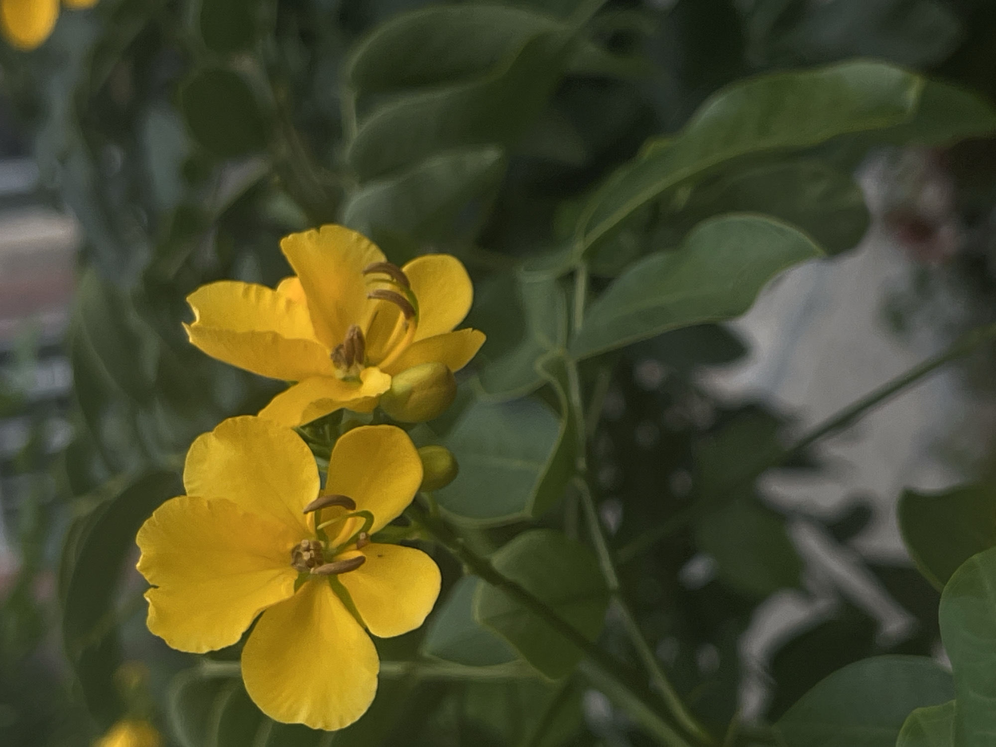 The image displays a close-up view of two vibrant yellow flowers, possibly from the Senna genus, set against a blurred background of green foliage. The flowers are in focus, revealing delicate petals and prominent stamens. The surrounding environment appears to be an outdoor setting, possibly a garden or a natural area. There are no people or explicit man-made structures visible, suggesting the image was captured in a natural or landscaped environment within the city of Moosburg, Germany. The lighting suggests it might be daytime.