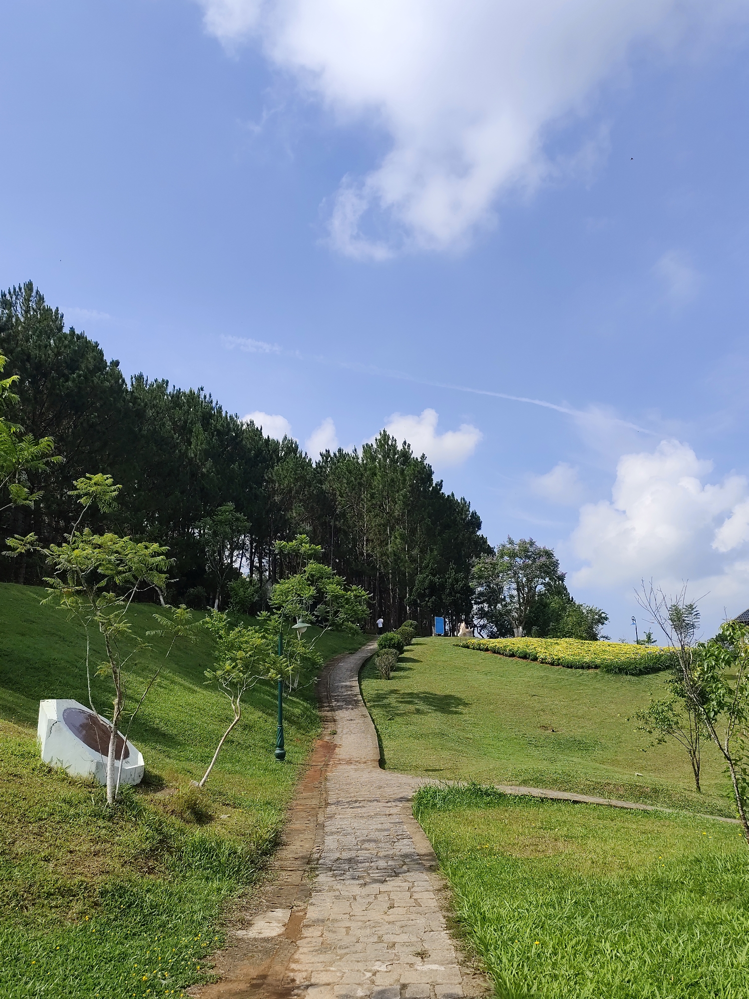This media file captures a serene outdoor scene in a park or botanical garden, likely in Da Lat, Vietnam. The image is dominated by a clear blue sky dotted with scattered white cumulus clouds, indicating a bright and sunny day. A faint contrail is visible across the upper sky, and a tiny dark bird can be seen in the distance.
A winding pathway made of light-colored paving stones, possibly bricks, stretches from the foreground, curving uphill towards the right side of the frame. Lush, vibrant green grass covers the undulating landscape, sloping upwards on both sides of the path.
To the left, a dense line of tall, dark green pine trees forms a significant natural boundary, extending along the ridge of the hill. In front of these pines, various smaller trees and bushes with lighter green foliage are interspersed across the grassy slopes. A distinctive, modern-looking white concrete structure, possibly a planter or abstract sculpture, is situated on the left slope near the path. A green lamppost stands beside the path further up.
On a higher slope towards the right, a bed of bright yellow flowering plants adds a splash of color to the verdant setting. Several people are visible in the distance, small figures enjoying the park; one is near the edge of the pine forest on the left, and another is closer to the yellow flowers on the right. The overall atmosphere is peaceful and tranquil, showcasing a well-maintained natural environment. No legible text is visible in the image.
