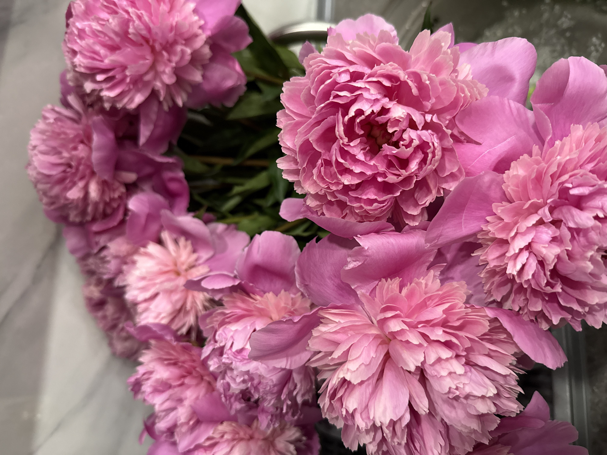 A close-up, high-angle shot shows a bouquet of vibrant pink peonies filling the frame. The flowers are lush and full, with many layers of delicate petals. Some of the peonies are in full bloom, displaying their intricate centers, while others are slightly less open, showcasing the soft curves of their outer petals. The lighting is soft, highlighting the rich color and texture of the flowers. In the background, a blurred, light-colored surface with subtle gray marbling is visible, possibly a countertop or wall. The image does not depict any specific location in Yerevan, Armenia, or any people, actions, or interactions. It is a still life composition focused entirely on the beauty of the peonies.