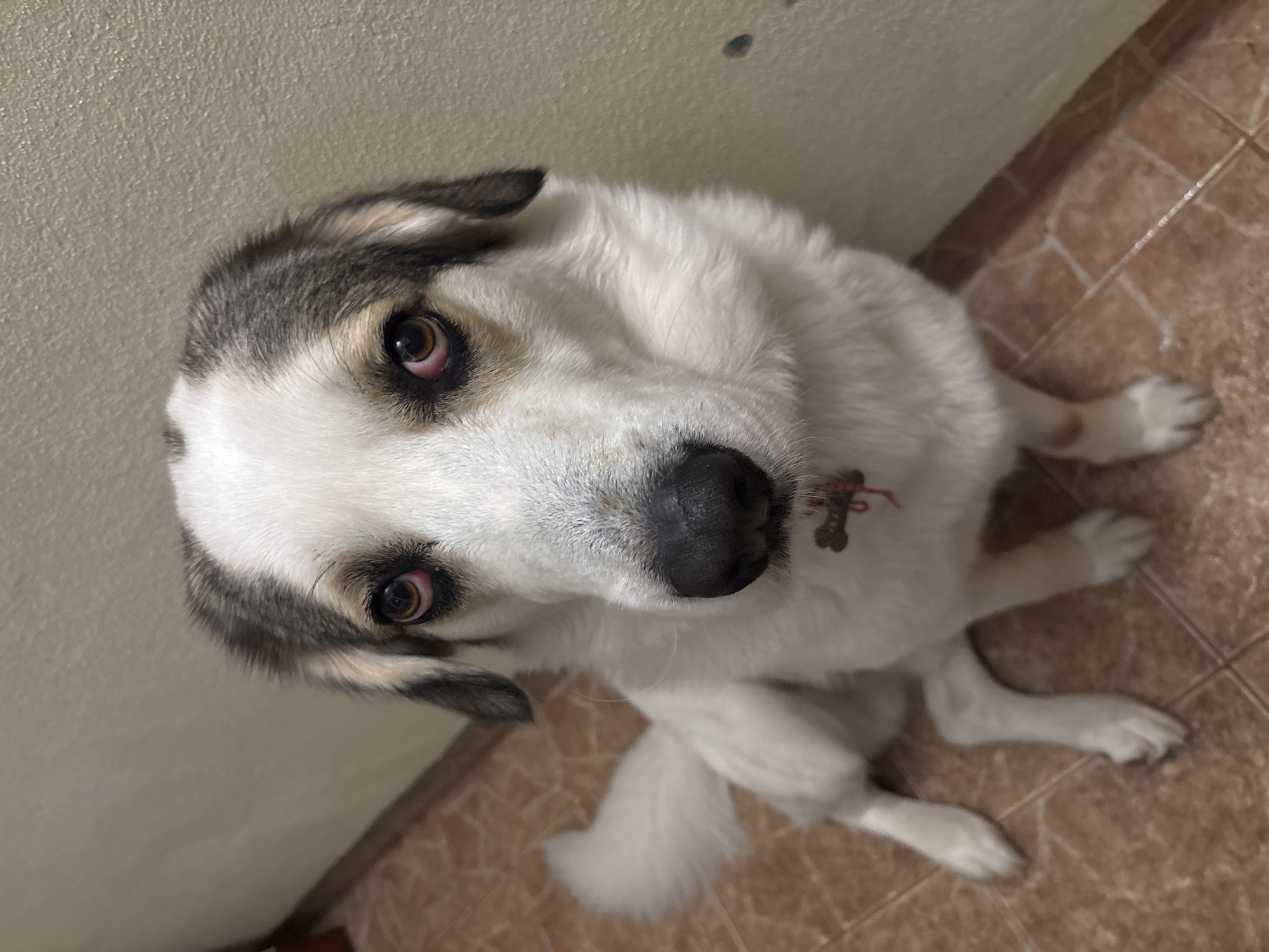 A medium-sized dog sits on a brown tiled floor against a light beige wall. The dog is primarily white with grey markings on its head and ears. It has brown eyes and a black nose. A red collar with a bone-shaped tag is visible around its neck. The setting suggests an indoor location, possibly a home. There is no indication the picture was taken in the city of Asenovgrad, Bulgaria.
