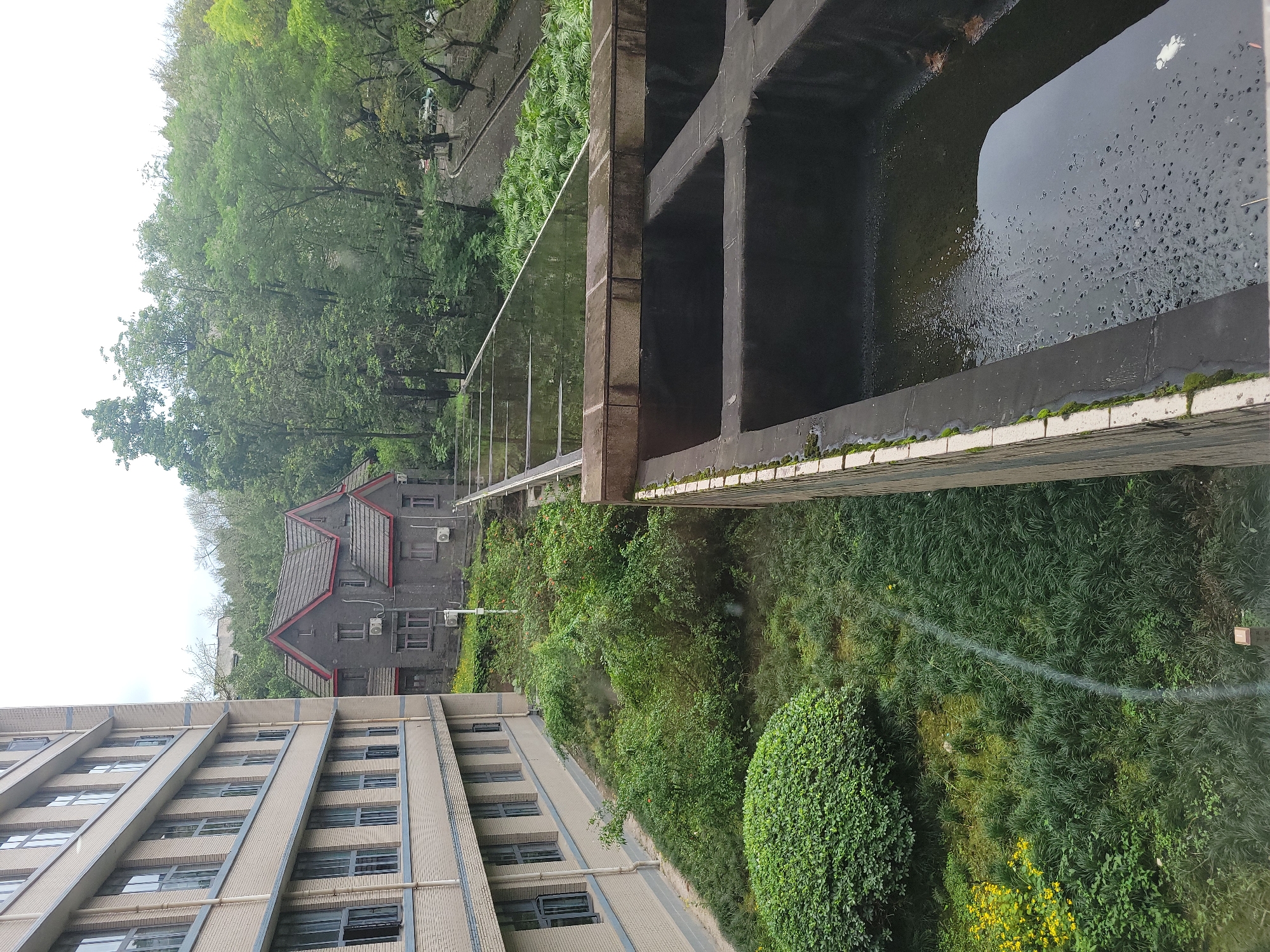 This image captures a multi-faceted outdoor scene in Shapingba District, China, featuring both urban architecture and abundant natural elements.
In the foreground on the left, a large, modern multi-story building with a light-colored brick exterior and numerous windows runs diagonally upwards. To the mid-ground left, partially obscured by trees, stands an older, traditional-style house with a distinctive dark grey roof trimmed with red, and several windows.
A prominent concrete structure, possibly a wide channel or aqueduct, dominates the right side and middle of the frame. It contains dark water, the surface of which shows numerous ripples or droplets, suggesting recent rain or high humidity. The concrete channel's walls are dark, with visible moss growth along its lighter-colored edges, and it features large square openings.
The scene is densely populated with vegetation. Lush green trees, bushes, and thick grass cover the landscape, particularly between the buildings and along the banks of the concrete channel. Patches of yellow flowers are visible amidst the grass in the lower right. The sky is overcast, indicating a cloudy daytime setting. No people or specific activities are visible in the static scene. There is no discernible text.