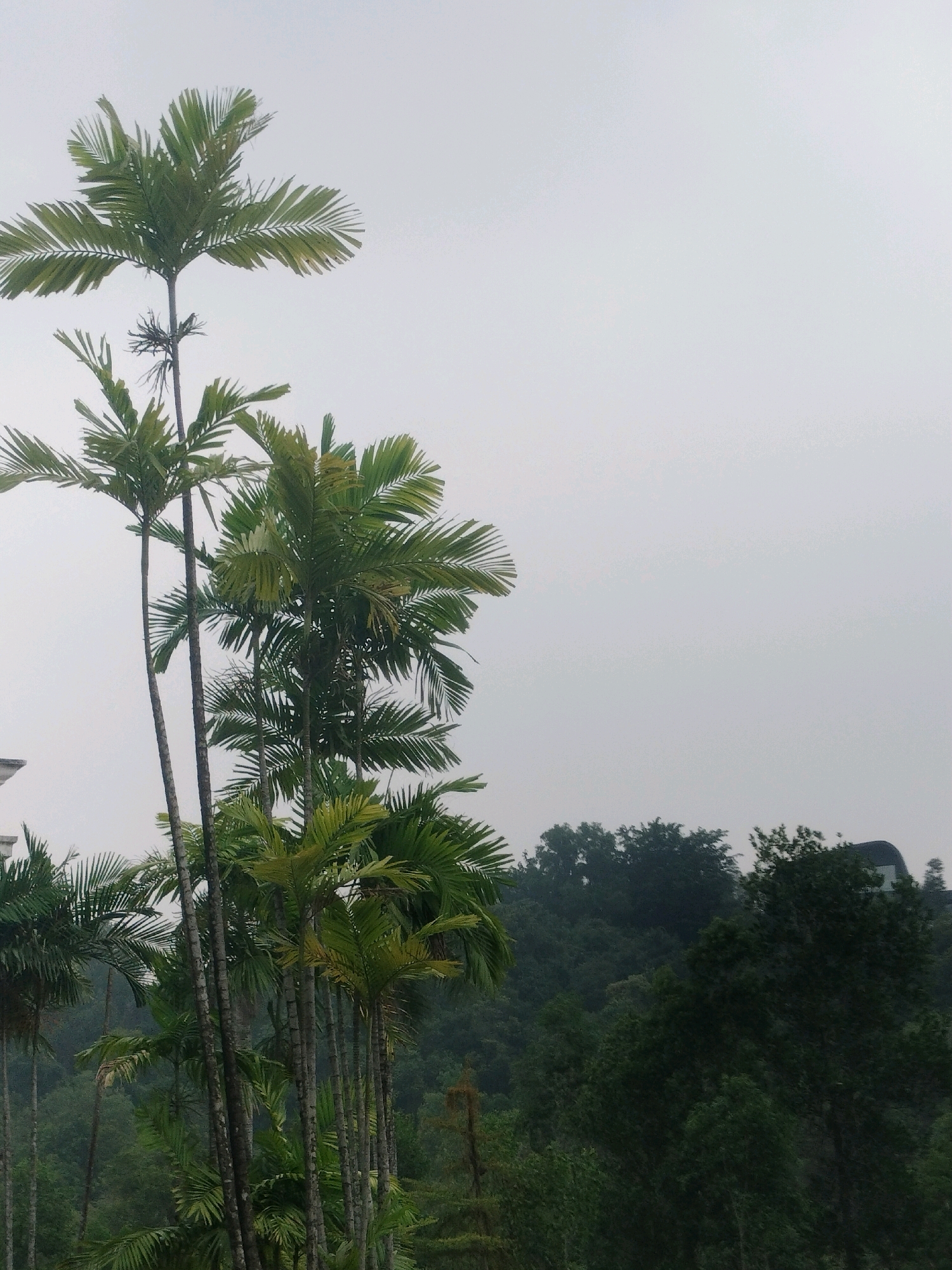 The image depicts a cluster of tall palm trees with feathery fronds, set against a hazy, overcast sky. In the background, a dense, green forest covers rolling hills. On the right side of the image, a dark, curved roofline of a building is partially visible amidst the trees. The scene suggests an outdoor environment, likely in a tropical or subtropical location, given the presence of palm trees and lush foliage. The overall atmosphere is muted and somewhat diffused due to the overcast conditions. No people are visible in the image.