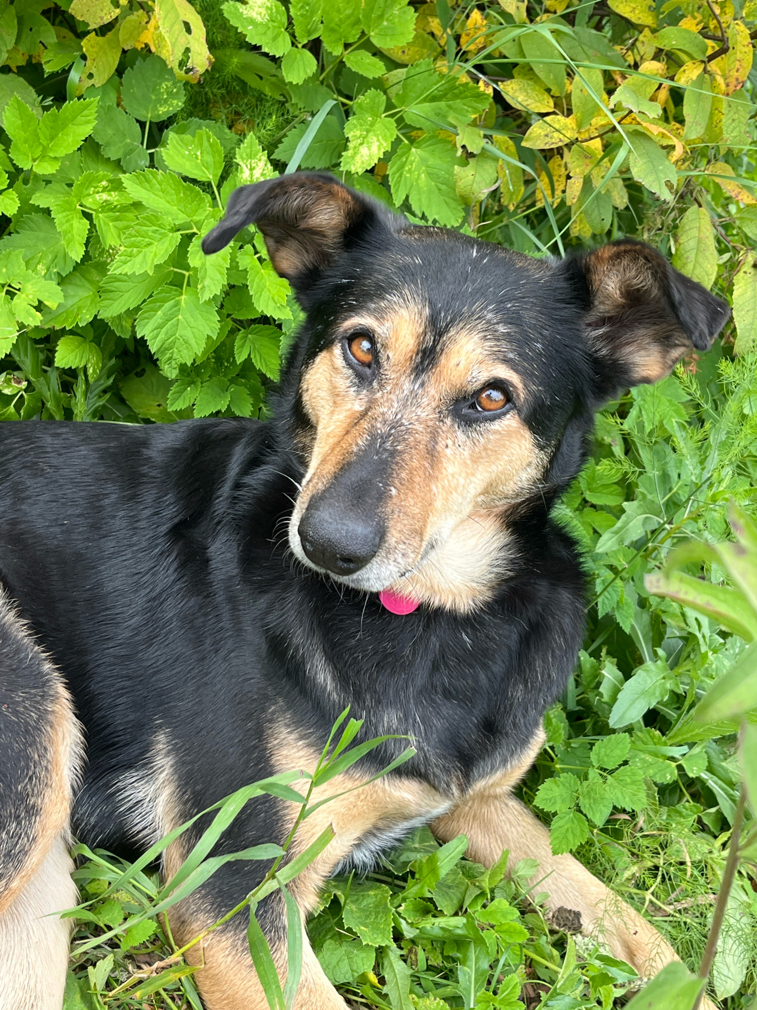 A medium-sized dog, predominantly black with tan markings, lies in lush green foliage. The dog's head is turned towards the camera, with its ears perked. It wears a bright pink collar. The environment appears to be a natural outdoor setting, possibly a park or garden, with various types of green plants surrounding the dog. The lighting suggests daylight, and the focus is on the dog, which occupies the majority of the frame. There are no people visible in the image.