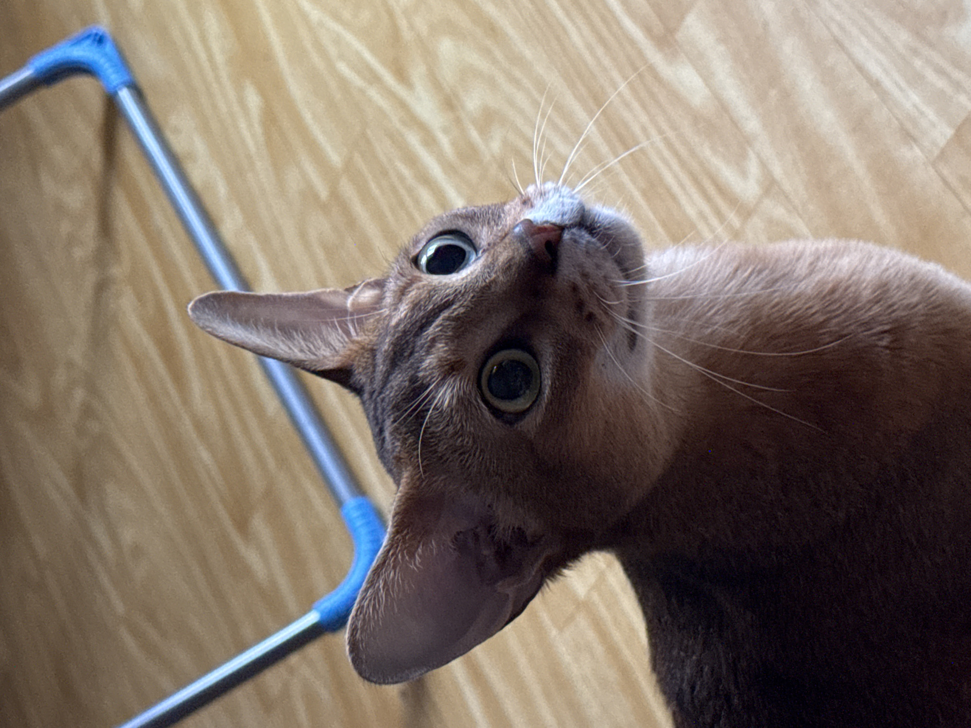 An upward-angled close-up shot captures a curious cat indoors in Chaikovsky, Russia. The main subject is an Abyssinian or similar breed cat, distinguished by its short, reddish-brown fur, large, expressive round eyes that appear dark green, and prominent white whiskers. The cat's head is tilted sharply upwards and to the left, giving it an inquisitive or attentive expression. Its gaze is directed towards something out of frame above the camera's view, indicated by its wide, focused eyes.
The background consists of a light-colored wooden floor with visible grain patterns, suggesting an indoor setting. In the upper left and middle right of the frame, parts of a blue and silver metallic structure are visible, possibly a component of a cat tree, a piece of furniture, or a child's play item. The lighting appears bright and even, likely from an indoor source. No text is visible in the image. The overall mood is one of focused curiosity or anticipation from the cat.
