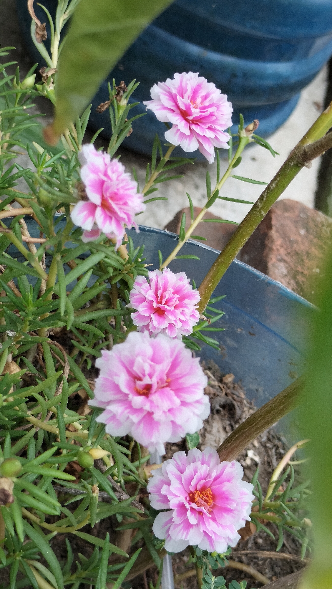 A low-angle, close-up shot showcases a cluster of four pink and white striped moss rose flowers (Portulaca grandiflora) in full bloom. The flowers are set against a backdrop of green, needle-like foliage and dark soil. The largest flower, in the foreground, is fully open with delicate petals radiating from a bright orange center. Above it, another flower is slightly less open, and two more are visible further up the stems. The plant is growing in a blue plastic planter, partially obscured by a thick, brown stem in the mid-ground and a blurred green leaf in the foreground. In the background, a large, dark blue cylindrical object, possibly another planter or container, is visible, along with some reddish-brown brick. The scene appears to be an outdoor garden setting.