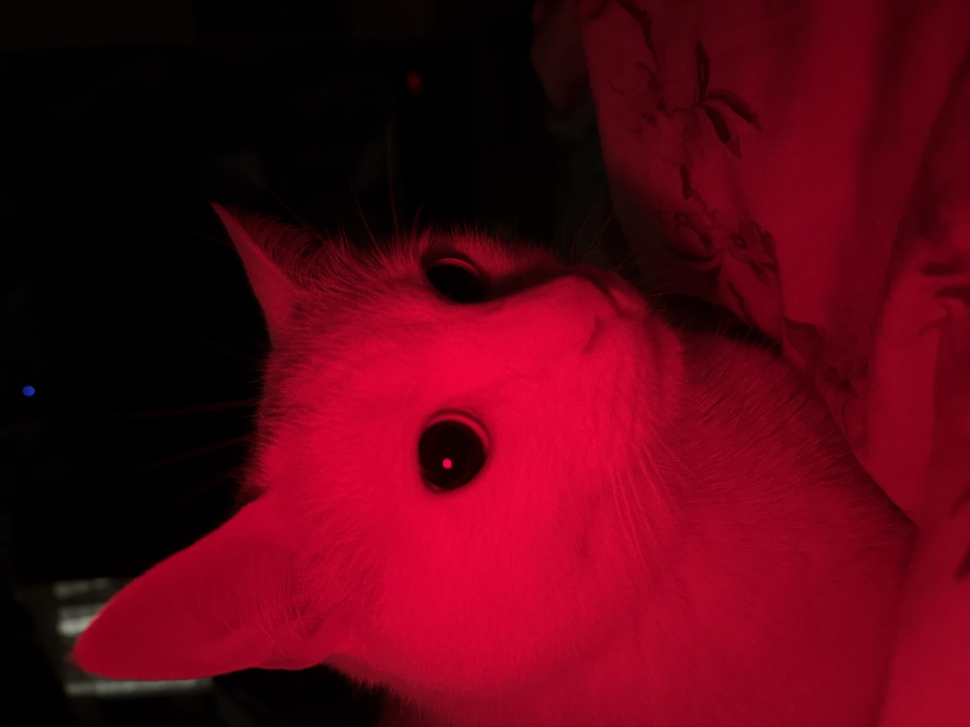A cat with white fur is illuminated by red light in a dark environment. The cat's eyes are visible, and it appears to be lying on a soft surface. The location cannot be determined from this image, nor is there evidence of a city.