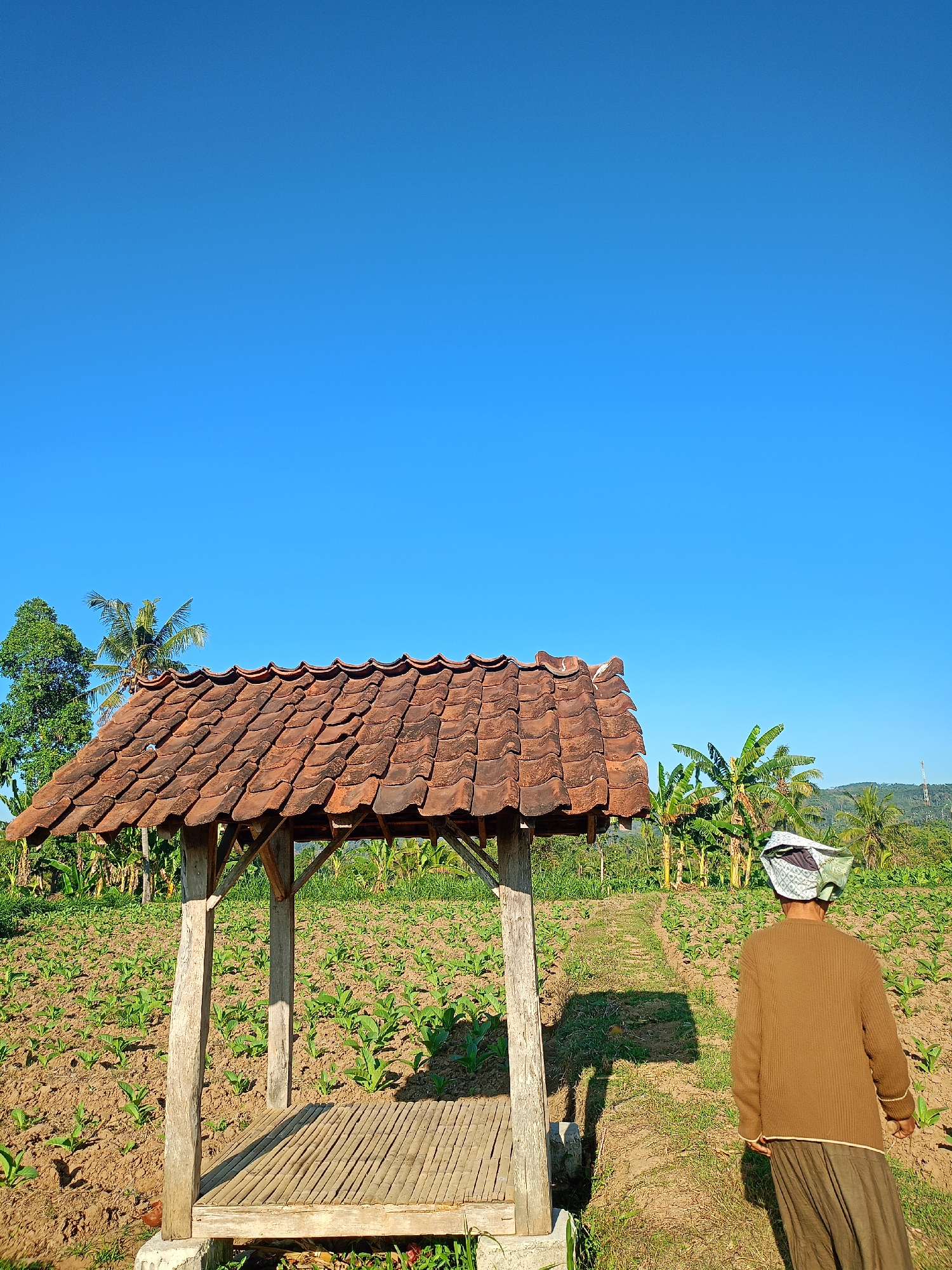 In Panduman, Indonesia, a simple wooden structure with a tiled roof sits in a cultivated field under a clear blue sky. The structure appears to be a small shelter or gazebo, with a bamboo mat flooring and rough-hewn wooden posts. In the foreground, a person is walking away from the shelter towards the right side of the frame. They are wearing a brown sweater and a patterned headscarf, their back is to the camera. The field is planted with rows of small green plants, likely a crop such as tobacco or corn, with brown soil visible between the rows. In the background, a variety of trees, including palm trees and banana trees, dot the landscape, which gently slopes upwards towards a distant hill. A telecommunications tower is visible on the horizon. The scene suggests a rural agricultural setting during daylight hours.