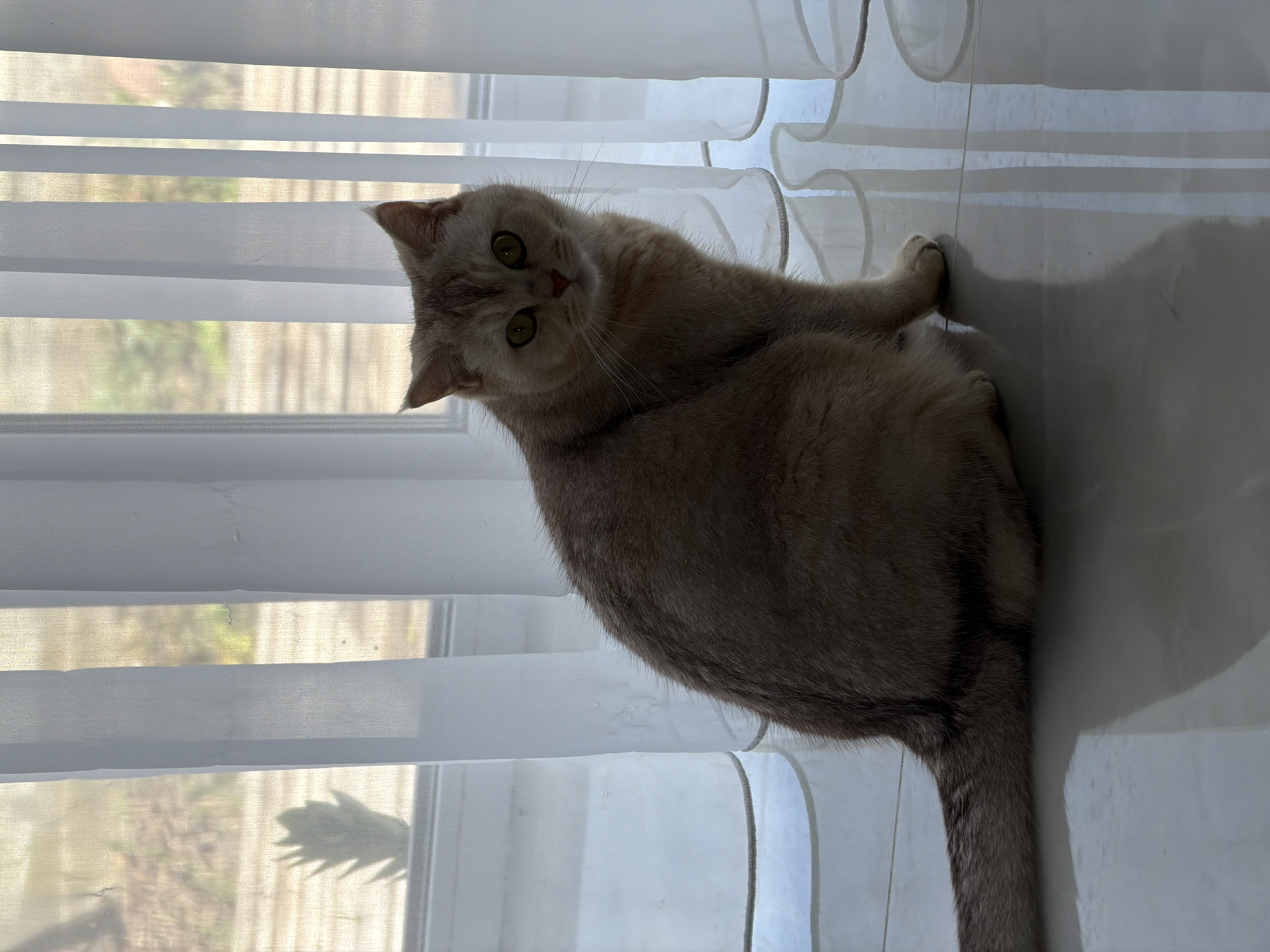 A light brown, short-haired cat with yellow eyes is sitting on a reflective, tiled floor in front of sheer white vertical blinds. The blinds are partially drawn, revealing a blurred outdoor scene with a plant visible. The cat is facing the viewer, with its body turned slightly to the left. The lighting suggests it is daytime, with light filtering through the blinds.