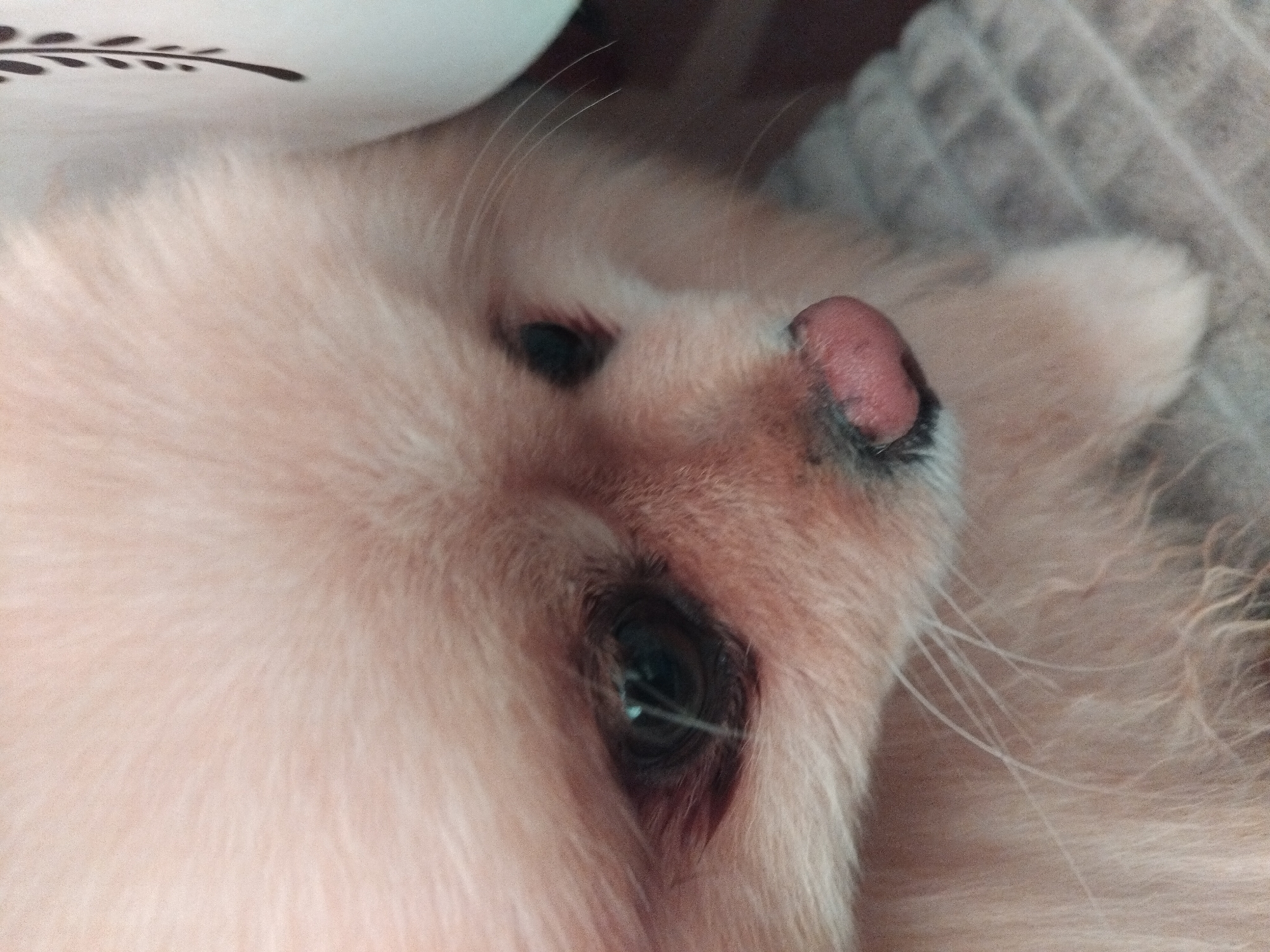 The image shows a close-up of a light-colored dog's face. The dog appears to be a Pomeranian breed, with fluffy fur and dark eyes. The dog's snout is pink and moist. The background is blurred, but appears to be a tiled surface. There is no indication of the location in Apriltsi, Bulgaria.