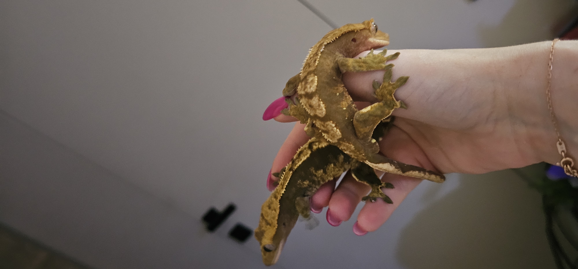 A human right hand, displaying manicured nails painted bright pink, is shown holding two geckos. The hand is oriented with the palm facing upwards, fingers gently curved to support the reptiles. A gold-colored chain bracelet with a visible clasp is worn on the wrist.
Two geckos, appearing to be crested geckos (Rhacodactylus ciliatus), are positioned on the hand, one behind the other. The larger gecko, mottled brown and tan with lighter patterns, faces left. Its body is elongated, and its tail extends downwards. The smaller gecko, also mottled brown and tan, is situated to the right of the larger one, facing right. Its mouth is slightly agape. Both geckos exhibit characteristic spiny ridges above their eyes and along their backs.
The background consists of a plain, light gray or off-white wall. Indistinct dark shapes are visible on the wall in the upper left quadrant, consistent with shadows or wall-mounted fixtures, but their precise nature cannot be determined. The lighting indicates an indoor environment.
The specific location of the scene within the city of Moscow, Russia, or any other geographical location, cannot be determined from the visual information present in the image.