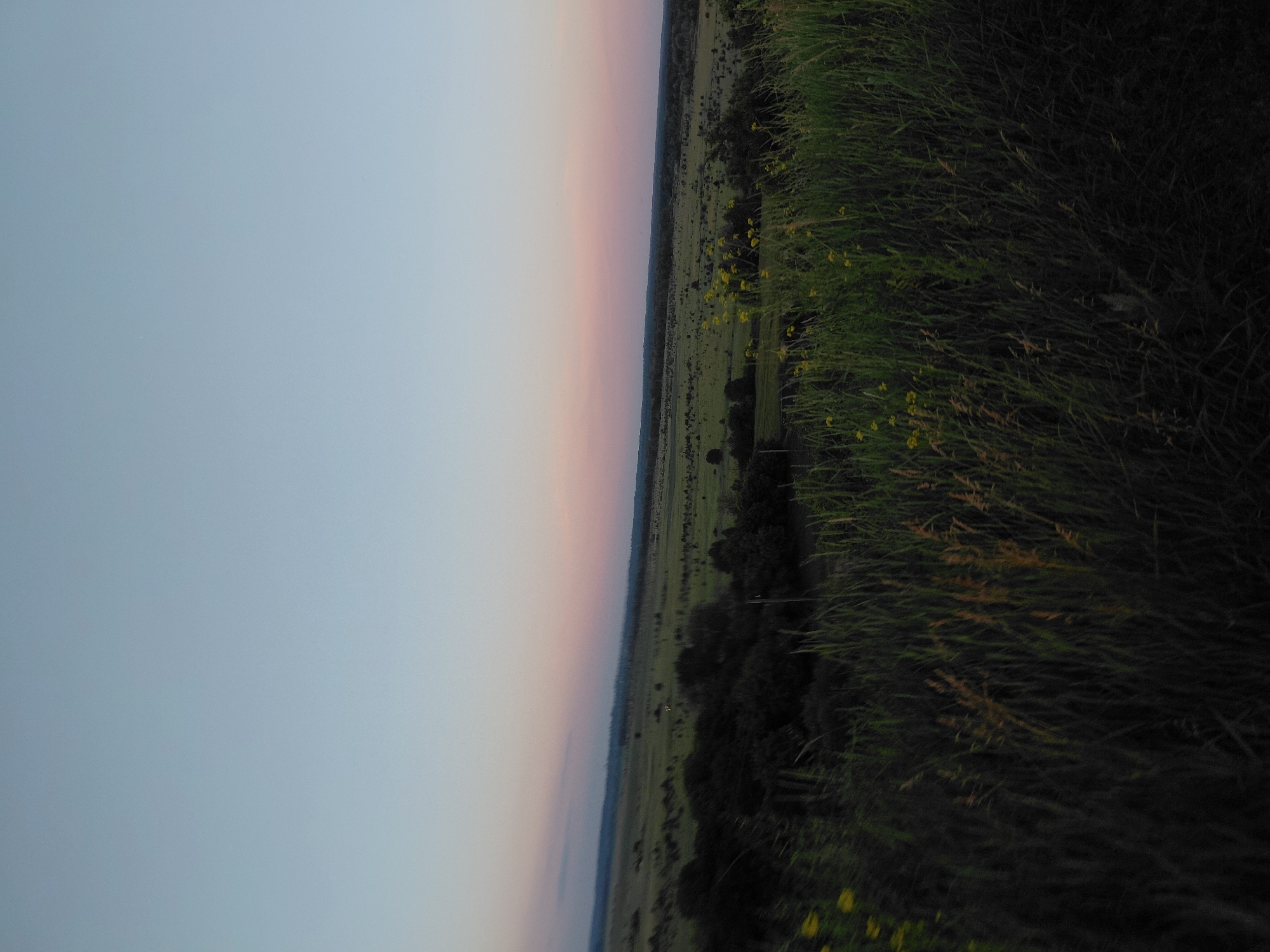 The image depicts a landscape scene, likely in Ustyvytsia, Ukraine, during either sunrise or sunset. The sky transitions from a pale blue at the top to shades of pink and soft orange near the horizon, indicating twilight. In the foreground, tall green grass and some yellow wildflowers are visible, with the grass appearing darker and more silhouetted. Beyond the grass, a dark line of trees forms a dense band across the middle ground. Further into the distance, a rolling green field stretches out, dotted with trees and possibly some scattered structures or objects that are indistinct. The overall impression is one of a rural or natural environment at a transitional time of day. No people, actions, or specific interactions are depicted.