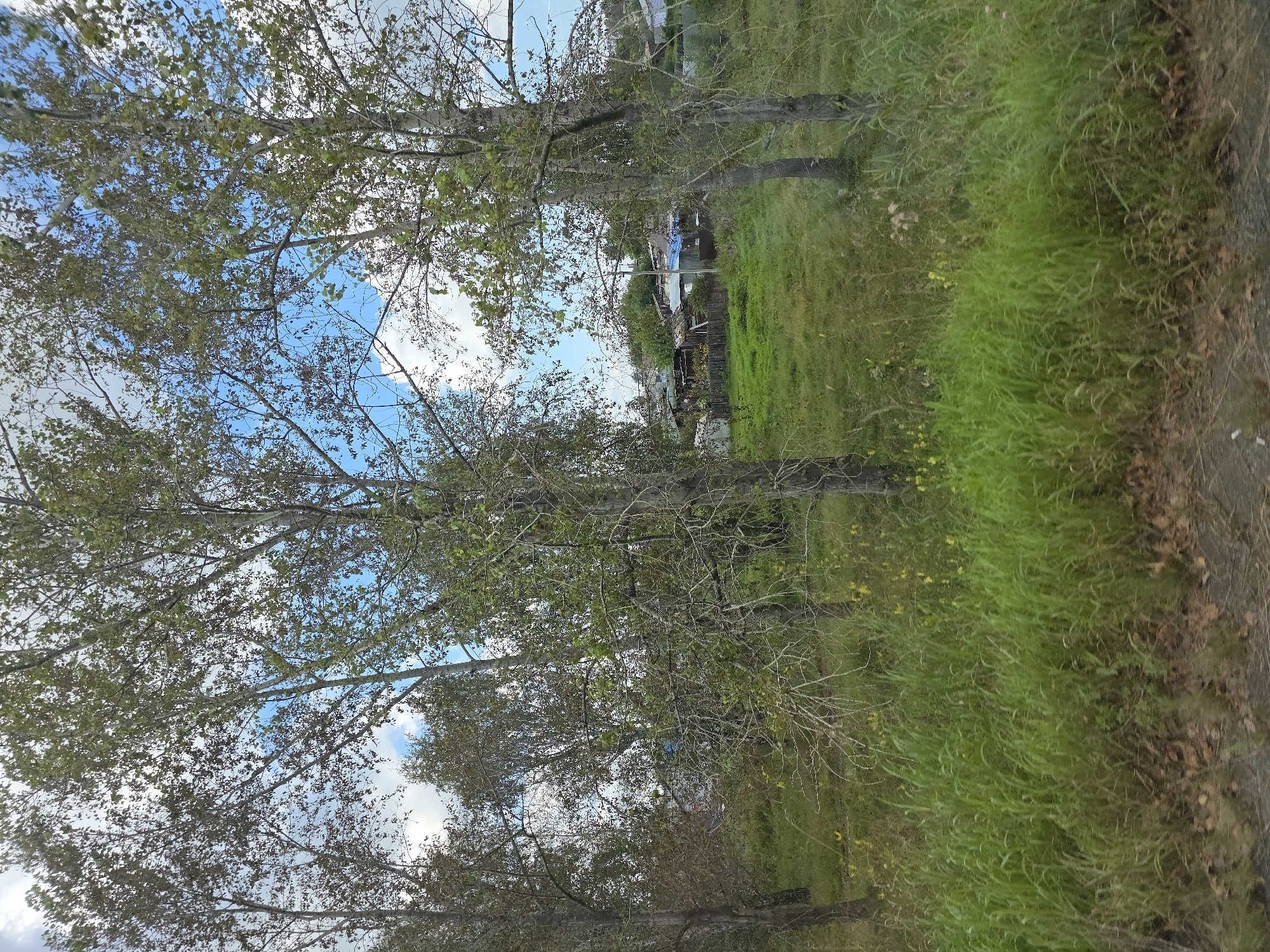 A wide, vertical outdoor shot shows a cluster of trees in the foreground, with a residential area in the background. The trees are mostly bare with some sparse green leaves and are varying in height and thickness. The grass in the foreground is tall and green, with some brown leaves scattered on the ground. In the background, there are several buildings with pitched roofs, some appearing to be made of wood and others with metal sheeting. A blue tarp is visible on one of the structures. The sky is blue with scattered white clouds. The location is the city of Kuluevo, Russia.
