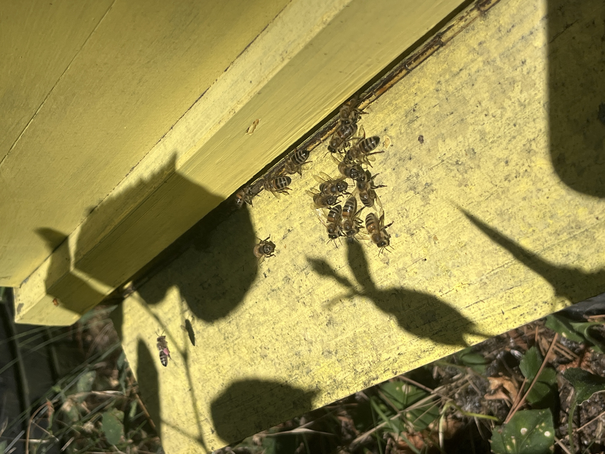 In the city of Targovishte, Bulgaria, an outdoor scene features a cluster of honeybees gathered on a bright yellow, wooden surface. The surface appears to be the landing board of a beehive, which is partially visible in the upper right corner of the frame. The wood exhibits signs of wear and discoloration, with several dark spots and scuffs. Shadows of leaves and possibly foliage are cast across the yellow surface, indicating an outdoor environment with surrounding vegetation. A few individual bees are dispersed on the surface, while a larger group is concentrated near the edge of the beehive structure. One bee, in the upper left quadrant, is in flight, its body angled with its abdomen showing pinkish coloration, possibly pollen. The lighting suggests it is either early morning or late afternoon, with the low angle of the sun creating prominent shadows.
