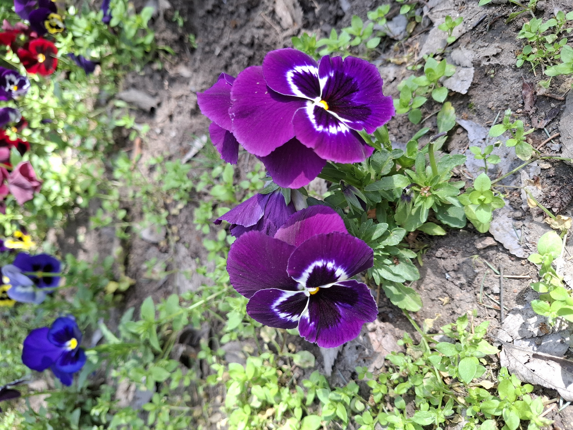 This close-up outdoor shot features a vibrant display of pansies (Viola x wittrockiana) in a garden setting, likely in Plovdiv, Bulgaria. The central focus is on two prominent, deep purple pansy blossoms positioned towards the right side of the frame. Each of these flowers exhibits a striking pattern: a dark, almost black, center leading to a rich purple, framed by a distinct, bright white or pale yellow irregular band that extends across the lower petals, with a small yellow pistil at the very heart. The petals themselves appear soft and velvety.
Surrounding these main subjects and receding into the blurred background on the left are numerous other pansy flowers, showcasing a diverse palette of colors including vivid reds, bright yellows, and various shades of blue and purple, all adding to the richness of the scene.
The flowers are nestled among green foliage, which includes both the leaves of the pansies themselves and small, fresh green sprouts dotting the ground. The soil beneath the plants is a dark, earthy brown, with scattered dry leaves and some small weeds or ground cover visible, indicating natural growth. The lighting is bright and natural, suggesting it is daytime, casting soft shadows and highlighting the rich hues of the blossoms. There are no people, explicit activities, or visible text in the image.
