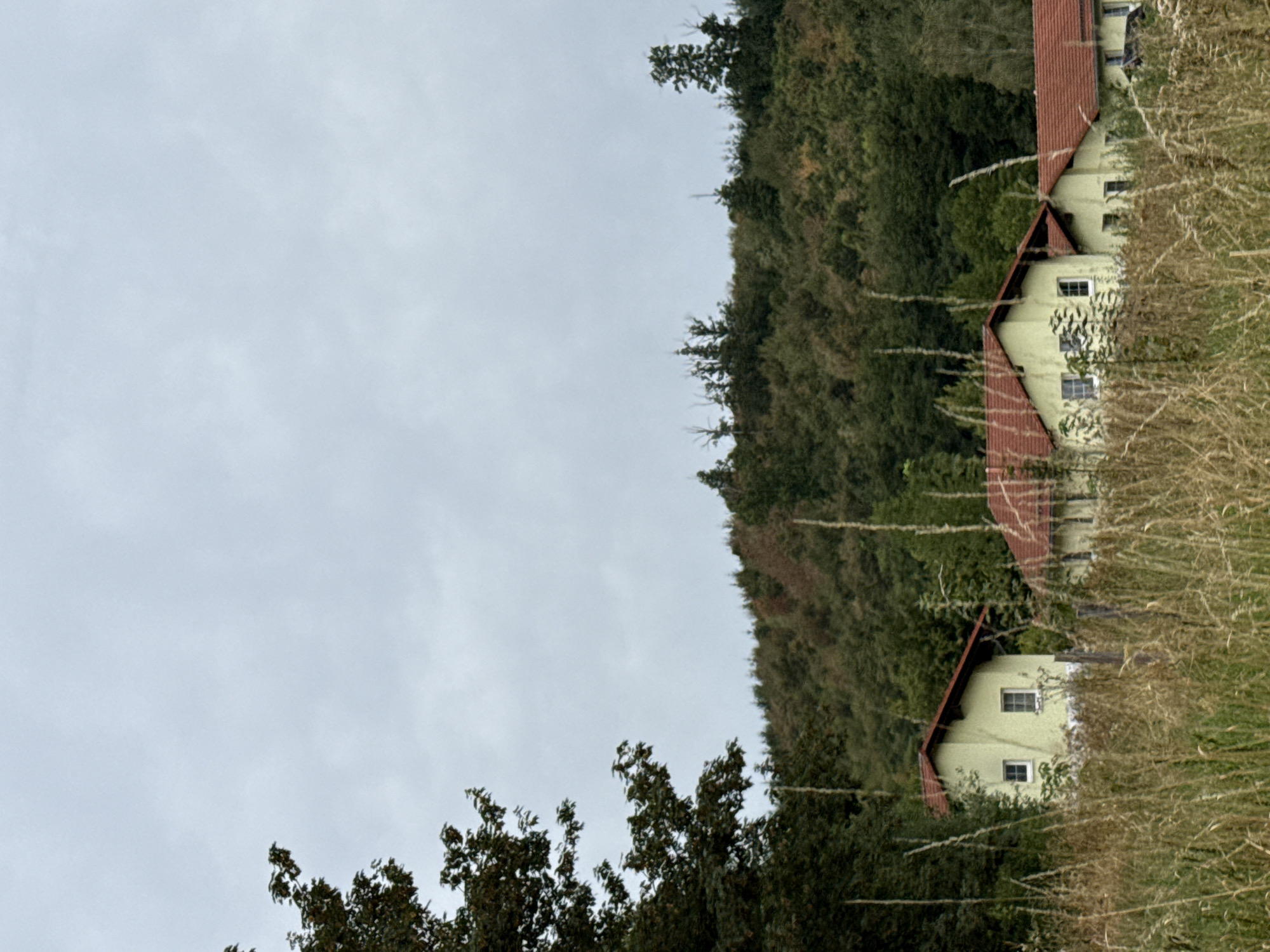 The image shows a view of houses with red roofs and light yellow walls, nestled amidst trees and tall dry grass. The houses appear to be located in a rural or semi-rural area, with a densely wooded hillside in the background. The sky is overcast and grey. The scene suggests a quiet, somewhat overgrown, and natural setting. The location is described as being in the city of Bad Sachsa, Germany, which is known for its natural beauty and surrounding forests.