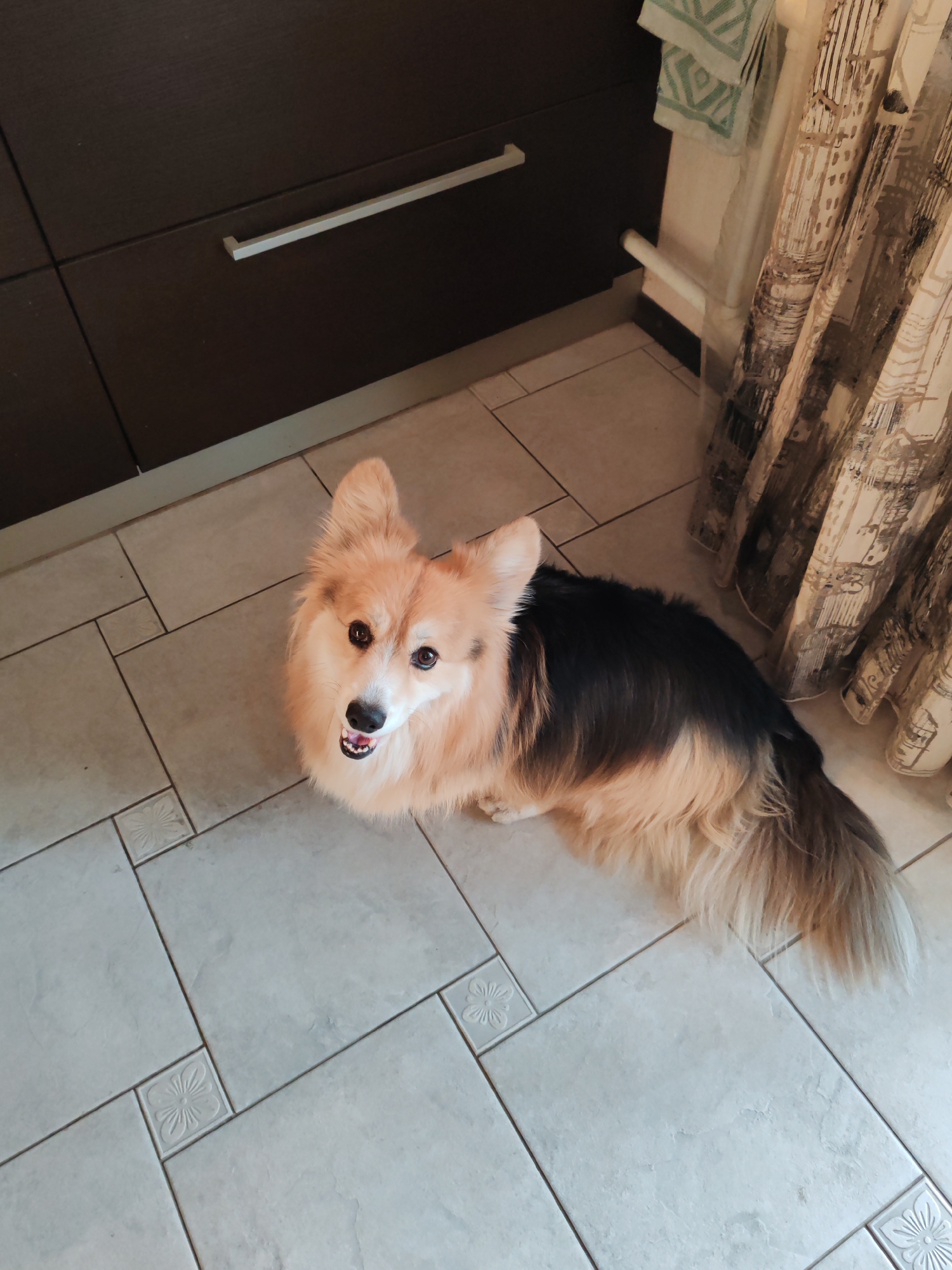 A medium, high-angle shot shows a tricolored corgi sitting on a tiled floor, looking up at the camera. The floor is comprised of light gray square tiles, some with floral designs in the corners. To the left, there's a dark brown cabinet with a horizontal silver handle. To the right, a patterned beige and brown curtain hangs down from a rod. Above the curtain, a small white towel rack is partially visible with a green and white patterned towel draped over it. The scene is indoors, possibly in a kitchen or bathroom. The location in Saint Petersburg, Russia is not confirmed based on the visual evidence provided.