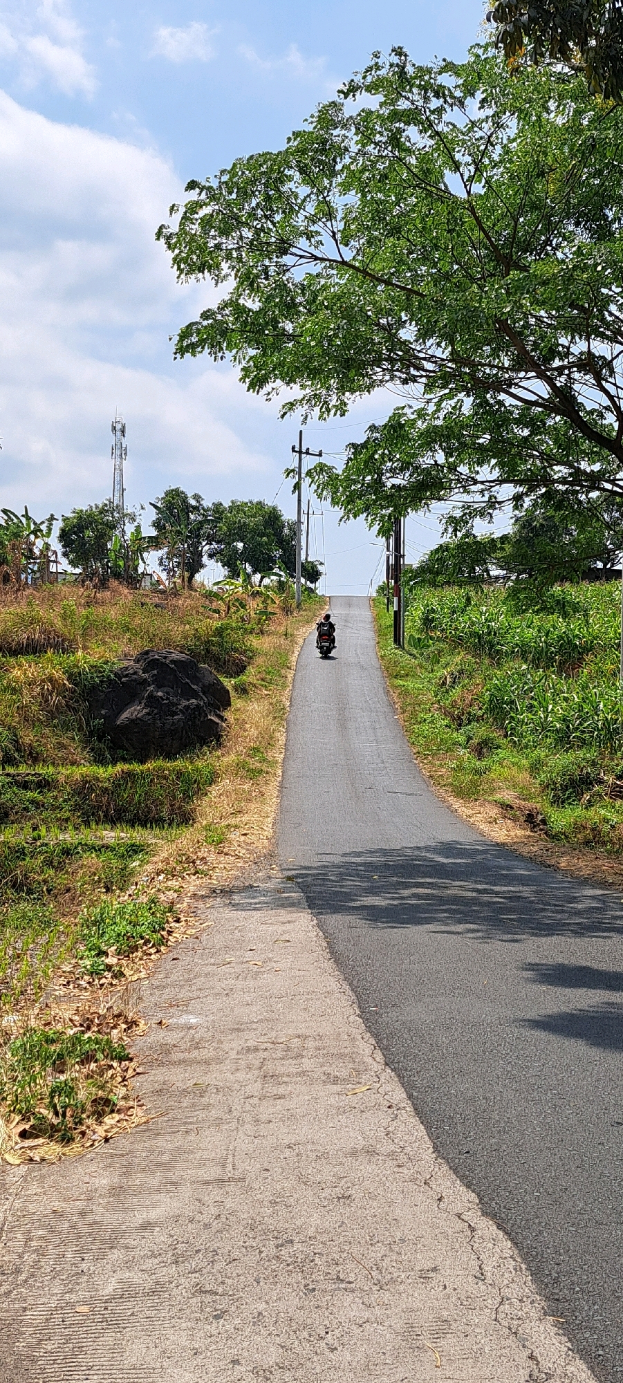 A single person rides a black motorcycle up a paved road that slopes upwards. The road has a concrete shoulder on the left. The environment is rural, with dry grass and a large dark rock on the left side of the road. Lush green crops, possibly corn, grow on the right side of the road. Overhead, a large tree with green leaves casts a shadow on the road. In the distance, a cell tower is visible, along with scattered trees and buildings. The sky is blue with scattered white clouds. The scene appears to be in a warm, sunny climate. The image was taken in the city of Sumber Gedang, Indonesia.