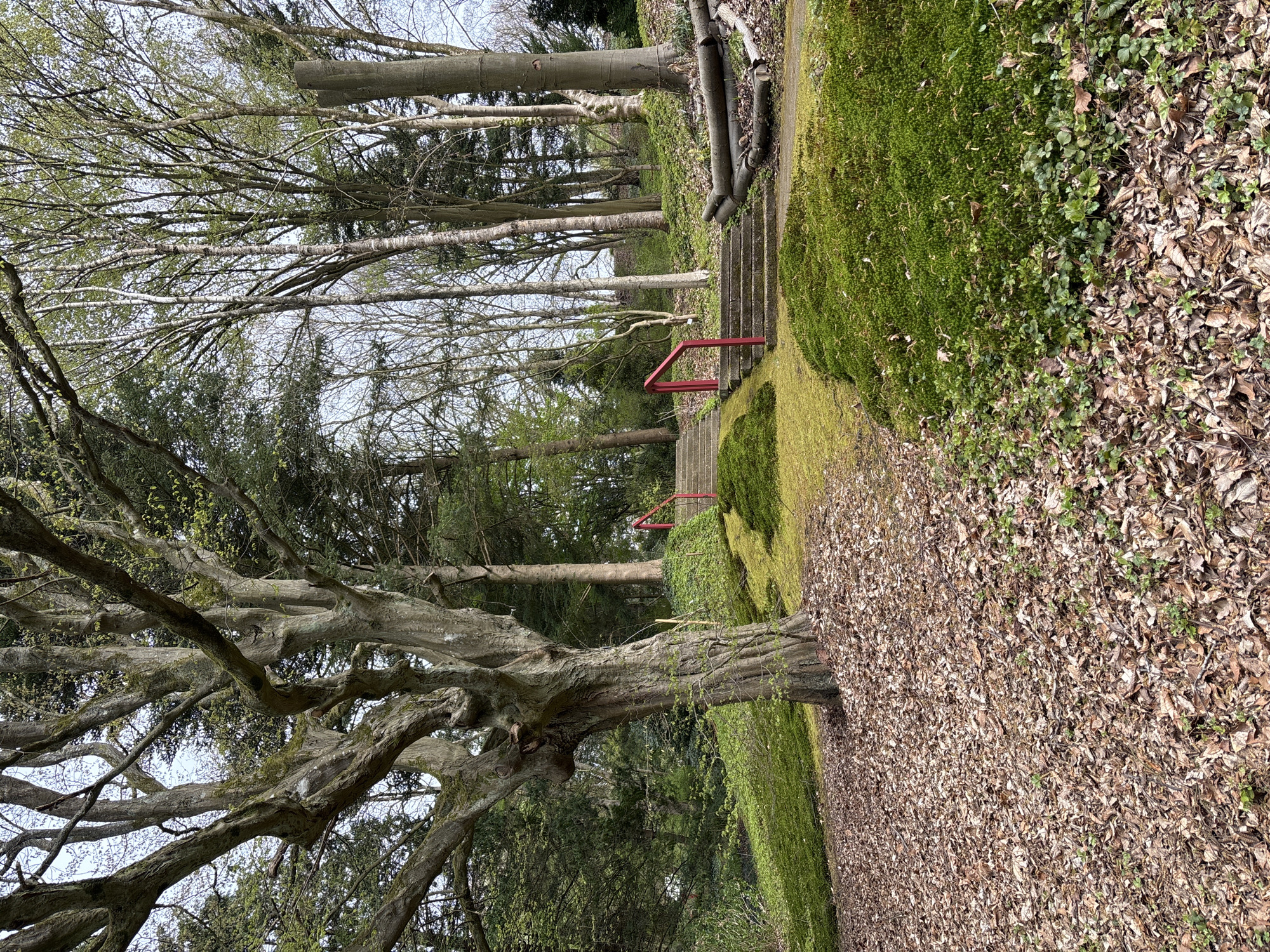 The image depicts a wooded area with a path leading up a set of concrete steps. The steps have a red handrail on either side. The path is covered with fallen leaves. A large, gnarled tree with bare branches is prominent on the left side of the image. The hillside is covered in moss and some greenery. There are a number of tall trees in the background, some with bare branches, suggesting it could be spring or autumn. The location is Unknown, Unknown.