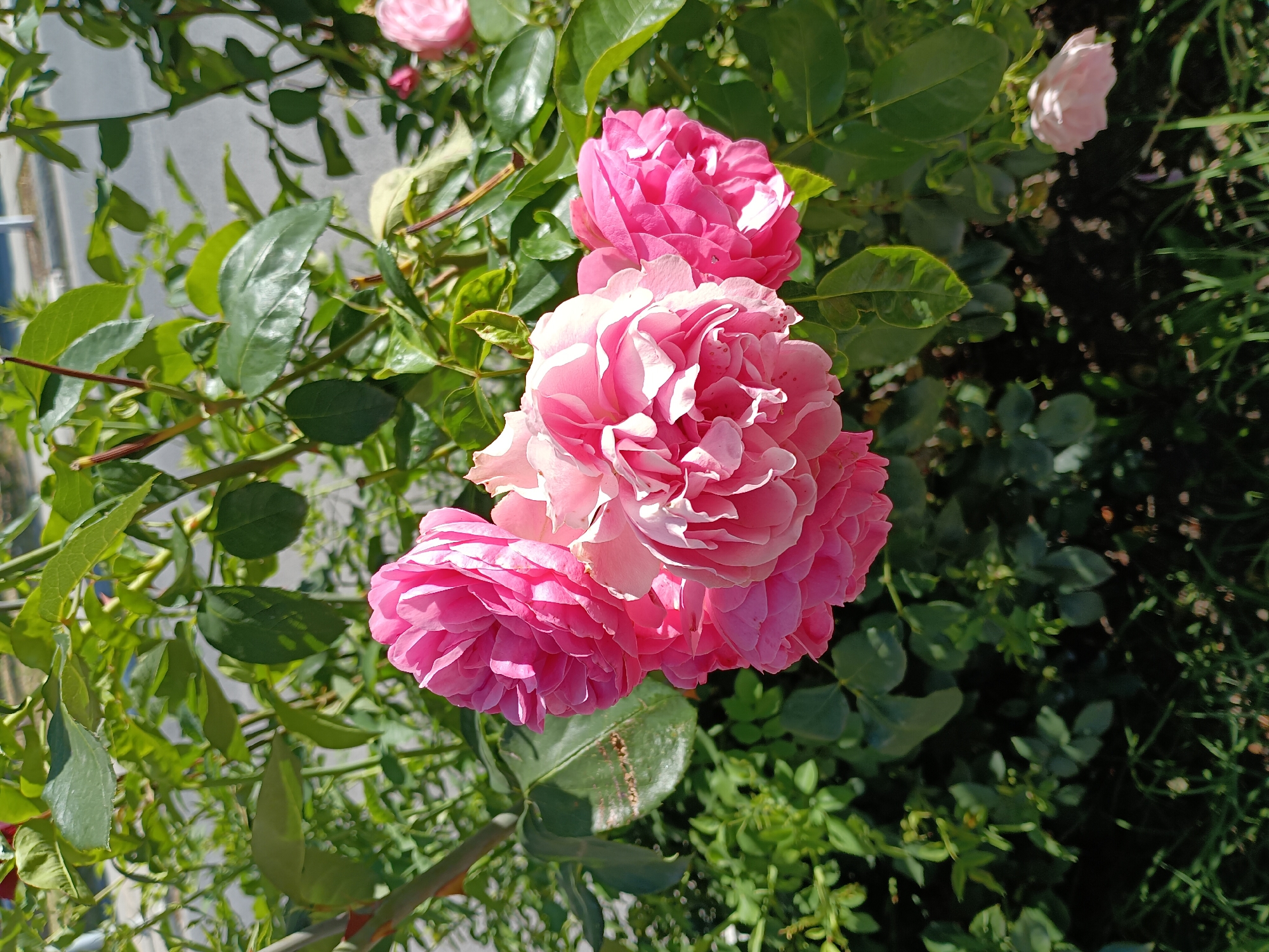 The image shows a close-up of a cluster of pink roses in bloom, surrounded by green foliage. The roses are in various stages of opening, with delicate petals and intricate layers. Sunlight illuminates the flowers, creating highlights and shadows that emphasize their texture. In the background, a blurred street with a light-colored surface is visible, suggesting an urban or suburban setting. The overall impression is one of natural beauty within a developed environment. The specific location within the city of Zlatitsa, Bulgaria, is not discernible from the visual information alone.
