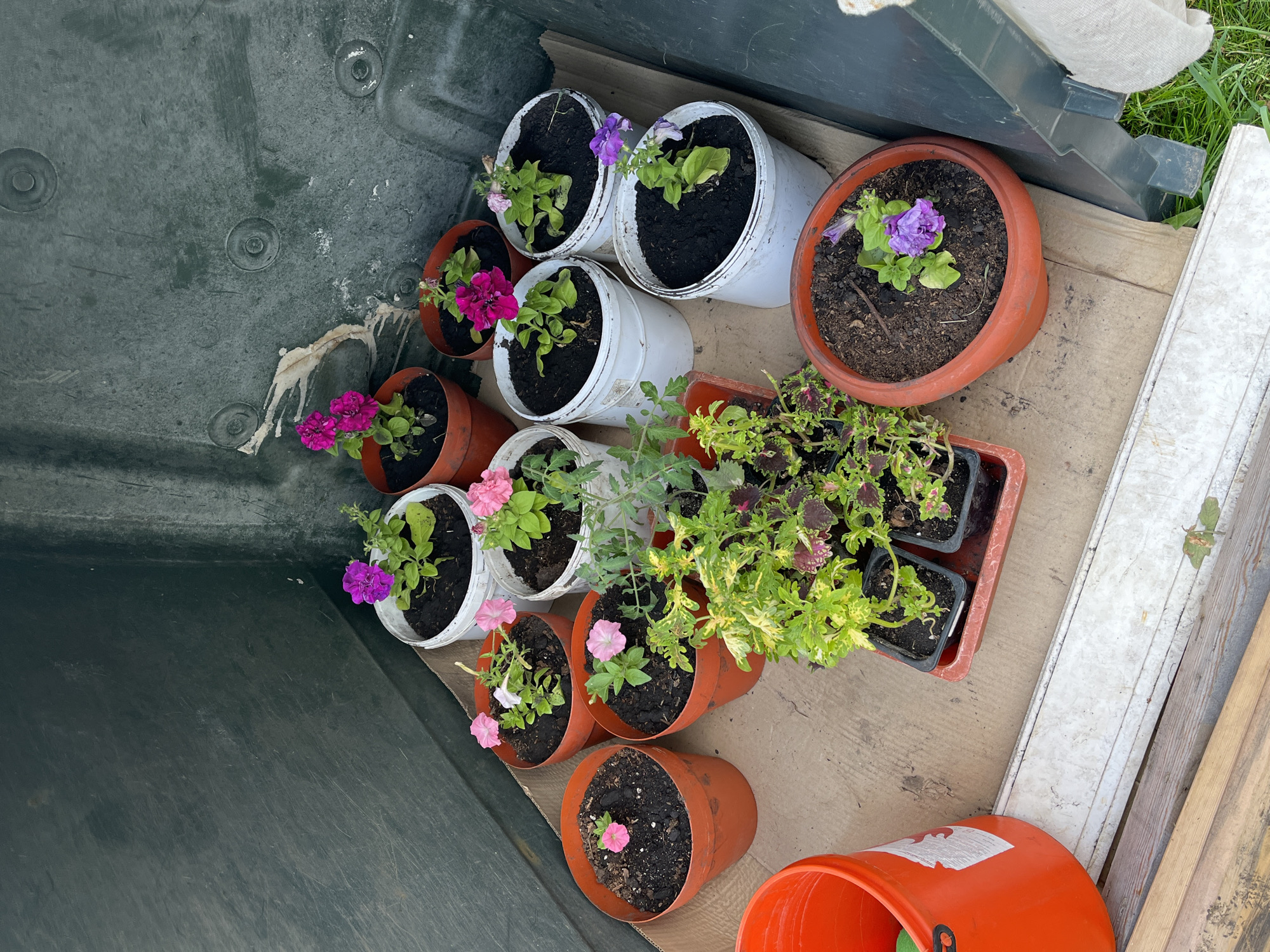 The image shows an indoor scene, likely a storage area or shed. Various potted plants are arranged on the ground, which is covered with cardboard. There are at least 11 pots of varying sizes and colors, containing petunias and other flowering plants. One large orange bucket is visible in the lower left corner, along with some wooden planks and a white piece of trim. The walls of the space appear to be dark green and textured. The overall impression is one of a gardening project in progress. The image does not provide any specific visual cues to confirm its location in Berëzovskiy, Russia.
