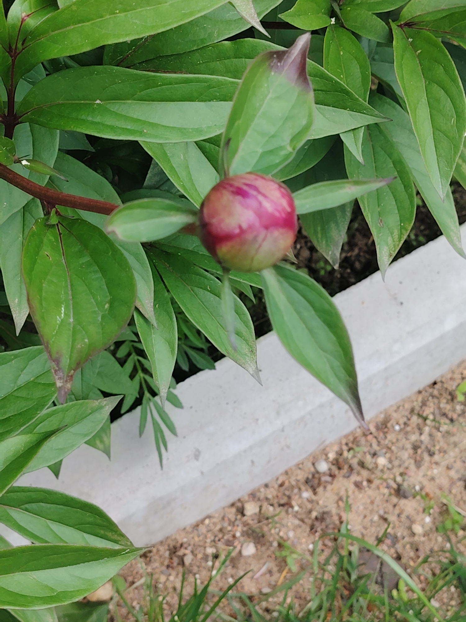 A close-up, eye-level shot reveals a peony bud situated near a concrete edging. The bud, predominantly pink with hints of green at its base, is surrounded by green leaves. A brown stem connects the bud to the left side of the frame. The concrete edging is located near the ground, where sand and small patches of grass are visible. The location is Бараўлянскі сельскі Савет, Belarus.