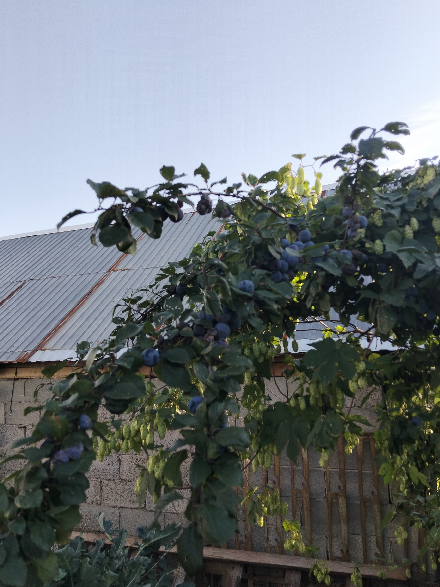 In Oktyabrsky, Russia, a close-up shot captures a plum tree laden with ripe, dark blue fruit against a backdrop of a grey corrugated metal roof and a cinder block wall. The tree's branches, covered in lush green leaves, extend across the frame, partially obscuring the roof and wall. Several bunches of hop cones are also visible, hanging amongst the leaves and fruit. The sky above is a clear, pale blue, suggesting a bright, sunny day. The scene appears to be an outdoor setting, possibly a backyard or garden area.