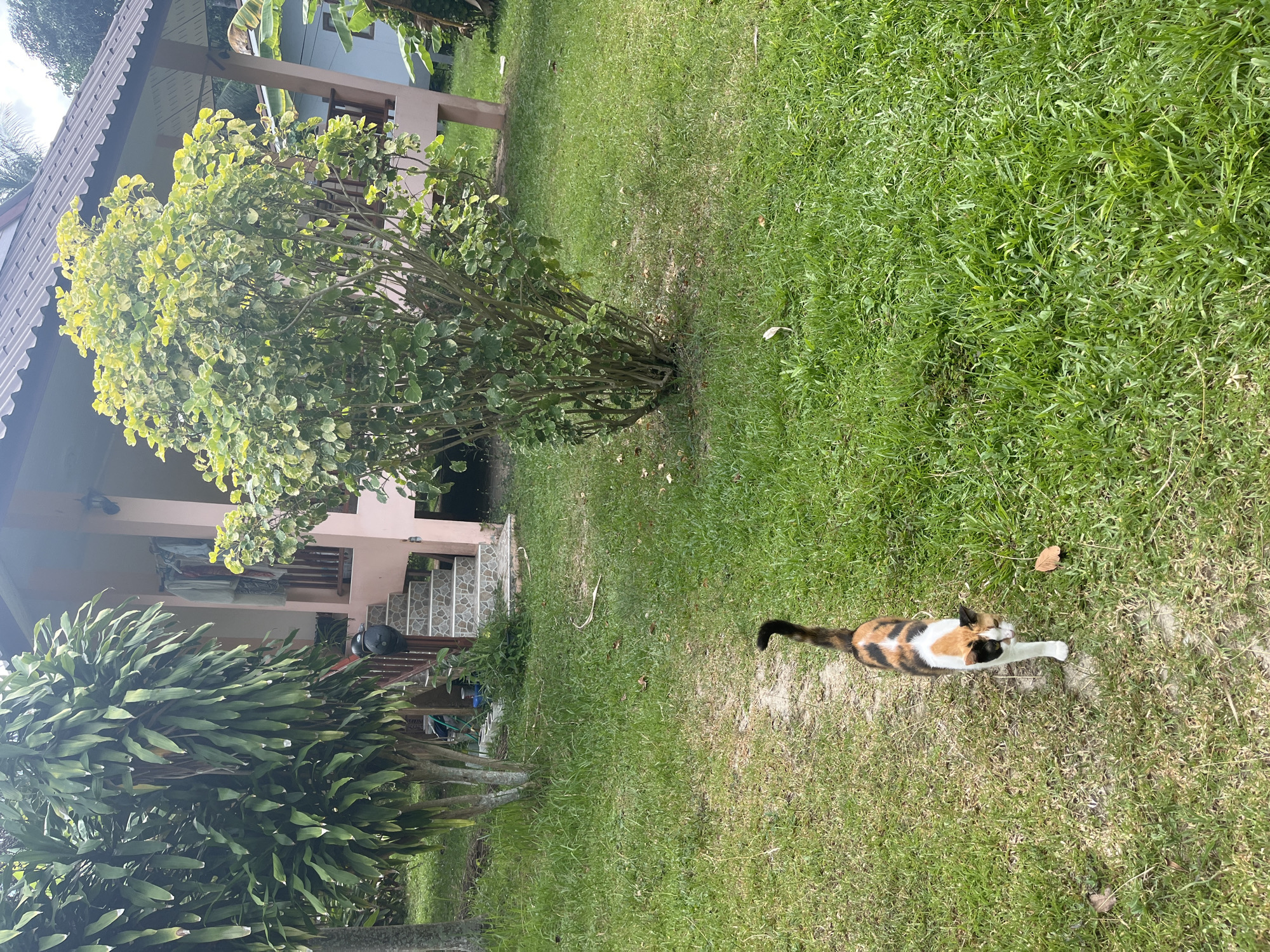 A calico cat is walking on a dirt path in the grassy yard of a pink house in Ban Tai Subdistrict, Thailand. The cat is moving away from the camera. The house has a covered porch with a roof and a set of stairs leading up to it. There are several trees and plants in the yard, including a large leafy shrub and a palm tree. The grass is green and well-maintained. The sky is overcast.