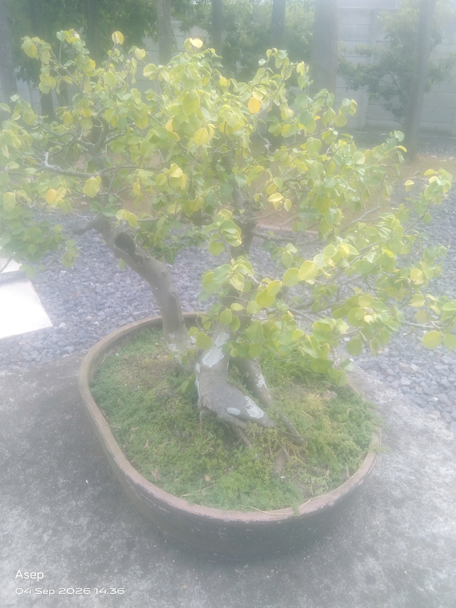 The image shows a bonsai tree in an oval pot. The tree has a thick, gnarled trunk with light green and yellow leaves. The pot is filled with moss and other small green plants. The bonsai is placed on a surface covered with small grey pebbles. In the background, there are trees and a concrete wall. The overall atmosphere of the image is hazy and slightly out of focus. The bottom left corner of the image displays a timestamp reading "Asep 04 Sep 2026 14.36". The image appears to be taken outdoors in what could be a garden or yard. The location of Sabah Balau, Indonesia is not explicitly depicted or referenced within the visual elements of the photograph itself.