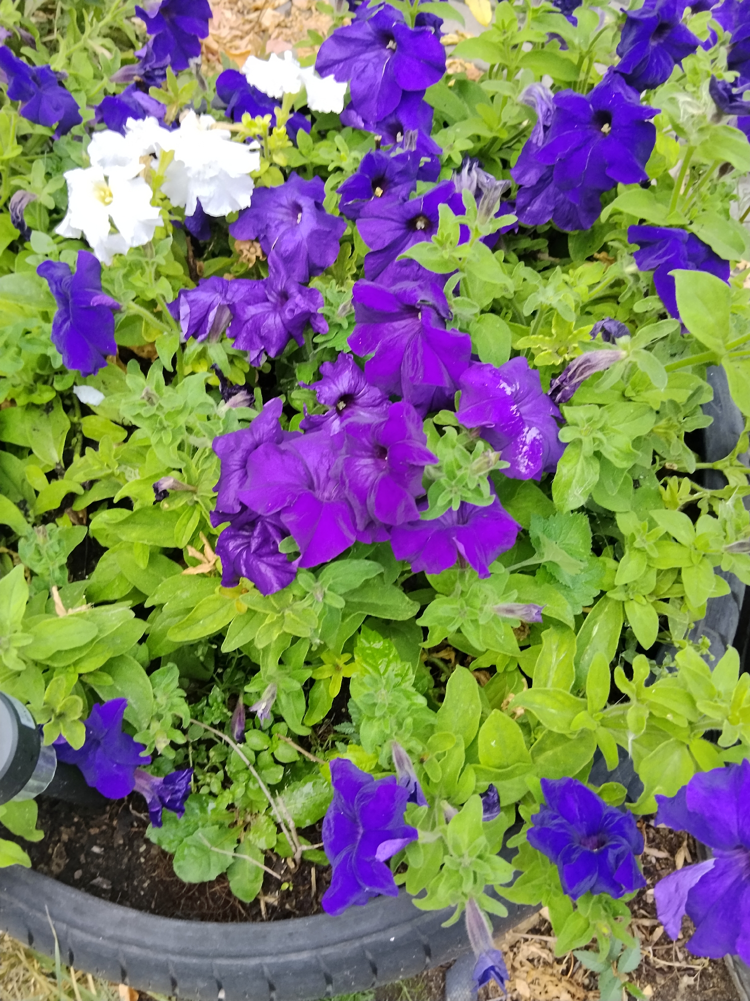 In Kokshetau, Kazakhstan, a close-up shot captures a cluster of vibrant purple and white petunias. The flowers are densely packed, with abundant green foliage creating a lush backdrop. Some of the purple petunias show a darker, almost indigo hue, while others display a brighter, more fuchsia shade. The white petunias are a striking contrast, their petals ruffled and soft. The scene appears to be set in a garden or planter, with the edge of a black tire visible in the lower portion of the frame. The ground beneath the plants is dark soil, interspersed with scattered wood chips. The overall impression is one of natural beauty and vibrant color.