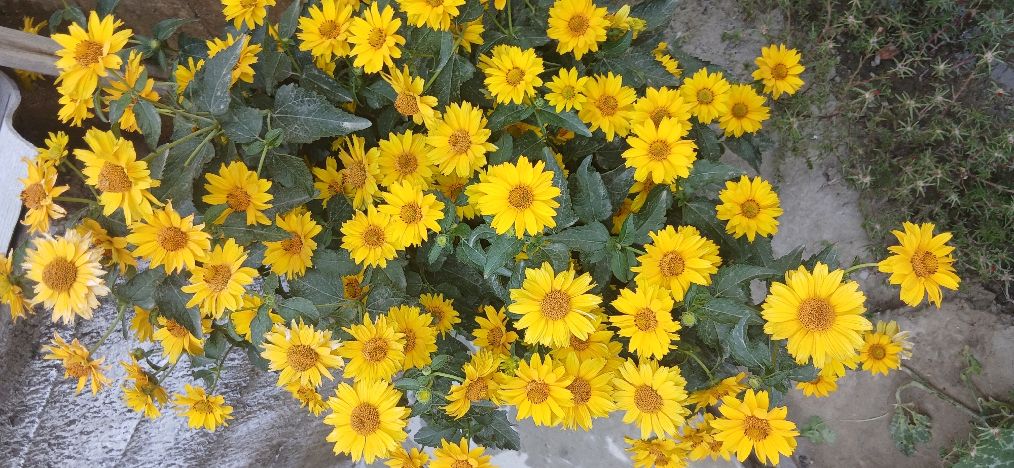 The image shows a close-up, top-down view of a dense cluster of bright yellow flowers, likely a type of daisy or sunflower, in full bloom. The flowers have prominent, textured brown centers and numerous thin, ray-like petals. They are surrounded by dark green foliage. The background consists of a textured, light-colored surface, possibly a wall or concrete structure, and a patch of dark earth with sparse green ground cover and some red-tinged plants at the bottom right. The lighting suggests it is daytime, with no discernible shadows indicating a direct overhead sun. There are no people or animals visible in the image. The scene is outdoors, with elements suggesting an urban or semi-urban environment, potentially a garden or yard adjacent to a building.