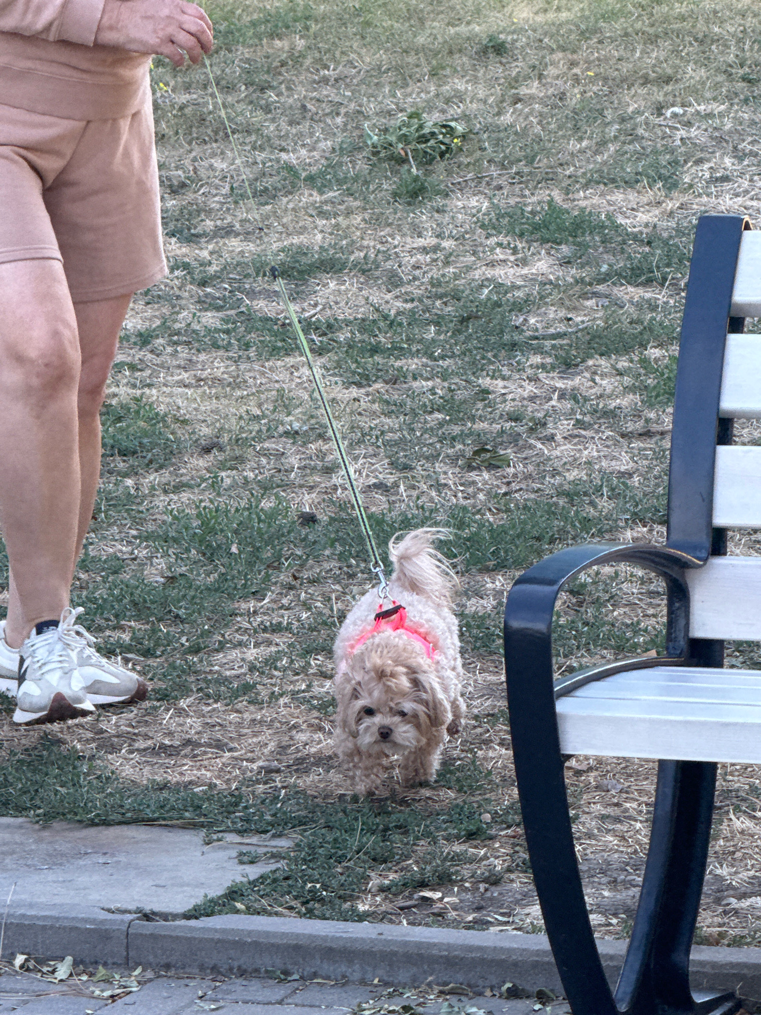 A person, wearing beige shorts and white athletic shoes, is walking a small, light brown dog on a leash. The dog is wearing a pink harness. They are on a patch of dry grass with some green patches and scattered leaves. To the right of the scene is the arm and seat of a park bench with white slats and black metal supports. The ground is a mix of grass, dirt, and a concrete path edge. The scene appears to be outdoors in a park or grassy area, possibly in Anapa, Russia, given the context.