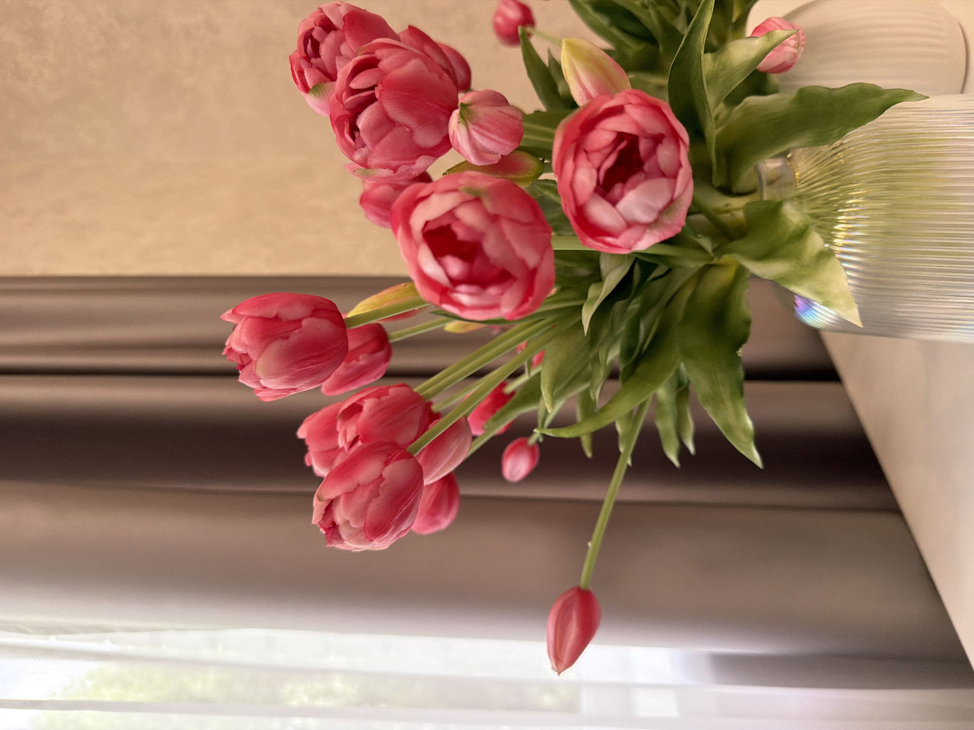 A bouquet of pink tulips is arranged in a ribbed glass vase on a white surface. The tulips have multi-layered petals and are a vibrant pink color, with some showing hints of green. The vase is clear and reflects light, creating rainbow-like patterns on its surface. Behind the tulips, brown curtains are partially drawn, revealing a sheer white curtain on the left side, through which light is filtering. The background wall is a textured beige color. The scene appears to be indoors, likely in a domestic setting.