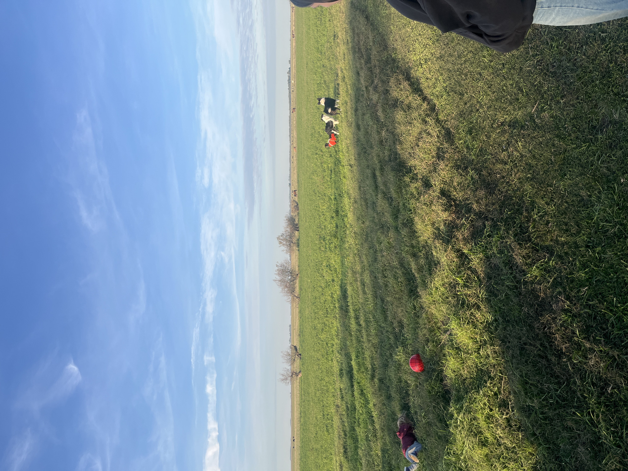 The image shows a rural scene, possibly near Dolores, Argentina, given the prompt. A field of green grass occupies most of the frame. The sky, a clear blue with scattered white clouds, is visible in the upper-left portion.
In the distance, near the horizon, several dark objects, potentially livestock or animals, are visible. Closer to the foreground, but still relatively far away, there are three dogs, two black and white and one with a red garment.
In the lower-right corner of the frame, a child is lying on the grass. Beside the child, there is a red object, possibly a ball or toy. The very top-right corner of the frame shows part of a person's clothing, specifically a dark jacket and blue jeans, implying the photo was taken from their perspective.