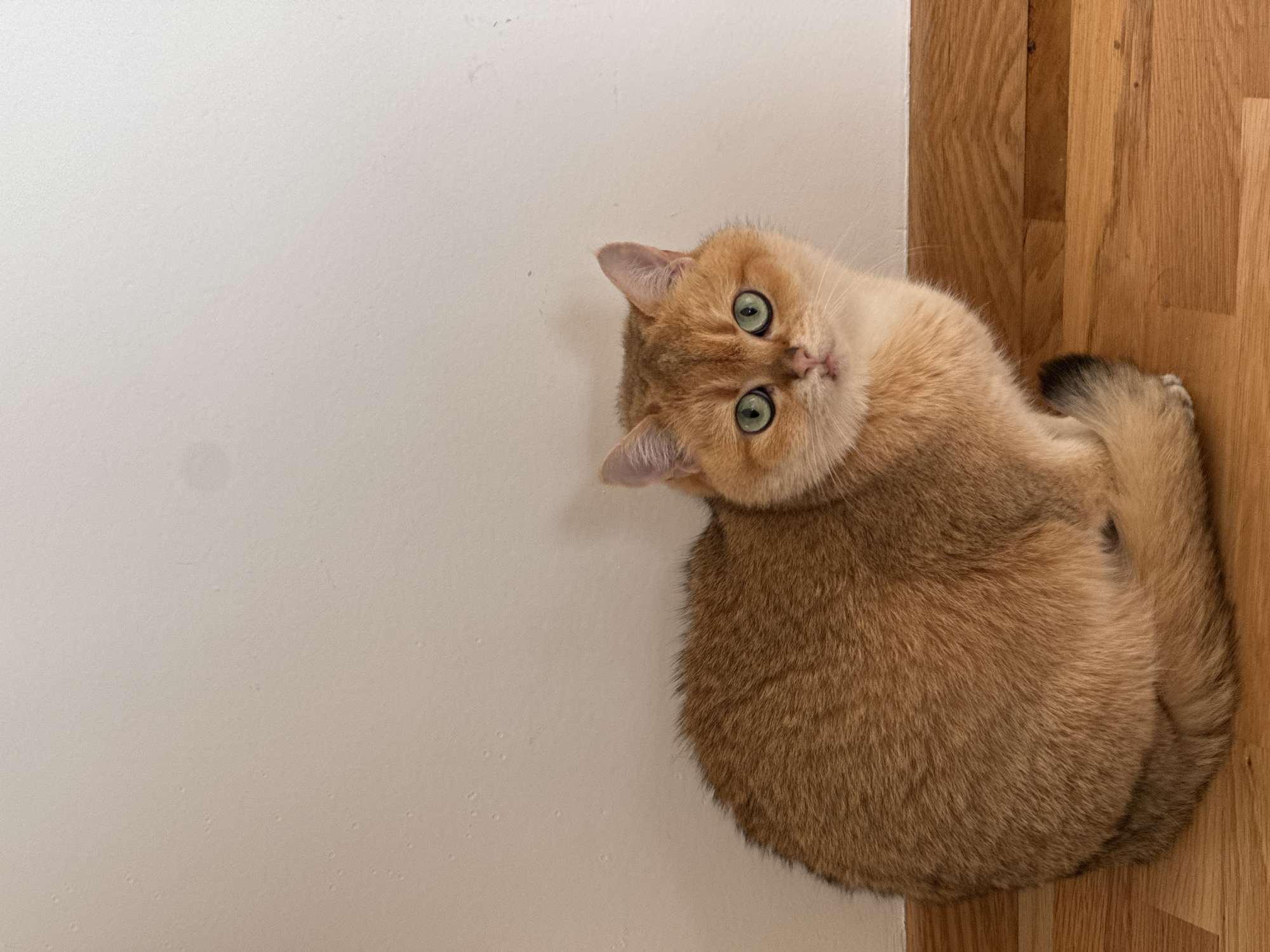 A tan British Shorthair cat is curled up against a white wall and wooden floor. The cat is looking directly at the camera with bright green eyes. The location appears to be indoors. The exact location in the city of Bar, Montenegro is indeterminable.