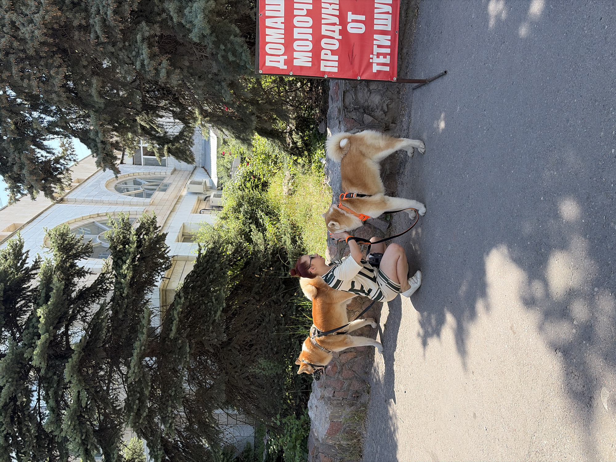 A woman kneels on asphalt next to two Japanese Akita dogs. One dog is on her left, and the other is on her right. Both dogs are tan and white, wearing orange and black harnesses. The woman has red hair pulled back in a bun and wears a striped t-shirt and shorts. She is holding leashes for both dogs. Behind the woman and dogs is a low stone wall. Beyond the wall is a building with large arched windows, surrounded by trees and bushes. To the right of the scene, a red sign with white Cyrillic text is propped on a stand. The text on the sign appears to be advertising "milk products." The ground is asphalt, and shadows from trees are cast on it. The setting appears to be a sunny outdoor area in a city.