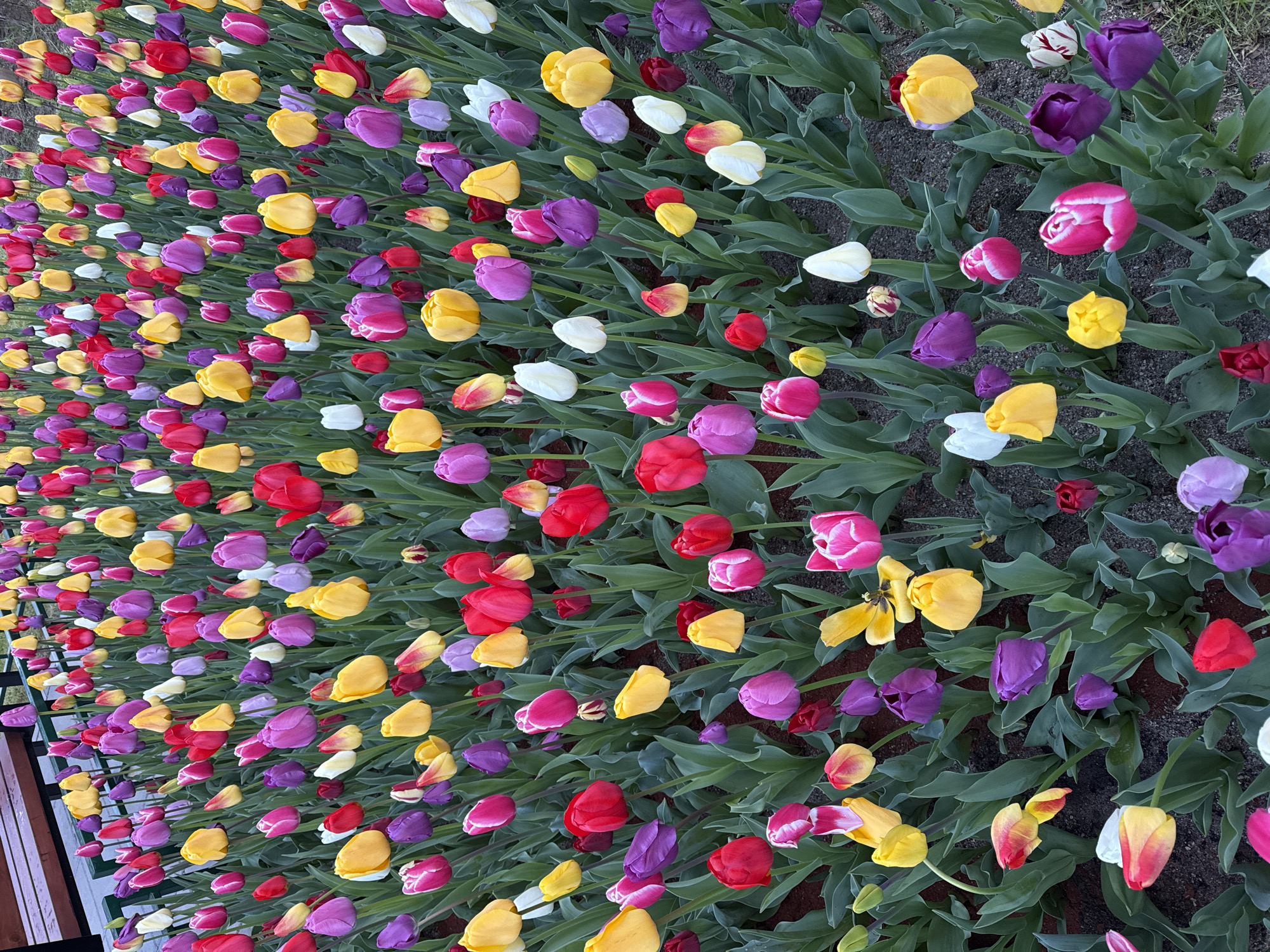 This image captures a vibrant and extensive field of blooming tulips, likely situated in a garden or park in Sofia, Bulgaria. The scene is dominated by hundreds of densely planted tulips in a wide array of colors, including bright red, sunny yellow, various shades of purple (from deep violet to lighter lavender), vivid pink, and pure white. Many of the flowers are solid-colored, while others display striking bicolour patterns, such as yellow with red tips or white with pink streaks.
The tulips are arranged in rows, creating a rich tapestry of color that extends into the background, giving a sense of depth to the flower bed. Their fresh green leaves are clearly visible, contrasting beautifully with the bright petals. Dark, moist soil or mulch forms the ground cover between the plants.
The lighting appears soft and diffused, suggesting an overcast day or perhaps early morning/late afternoon, as there are no harsh shadows. The overall impression is one of natural beauty and an abundance of spring blooms. There are no people visible, nor any discernible text or specific objects other than the flowers and ground. The image is presented from a slightly elevated perspective, looking down upon the flowers, with the field appearing to stretch diagonally across the frame due to the image's orientation.